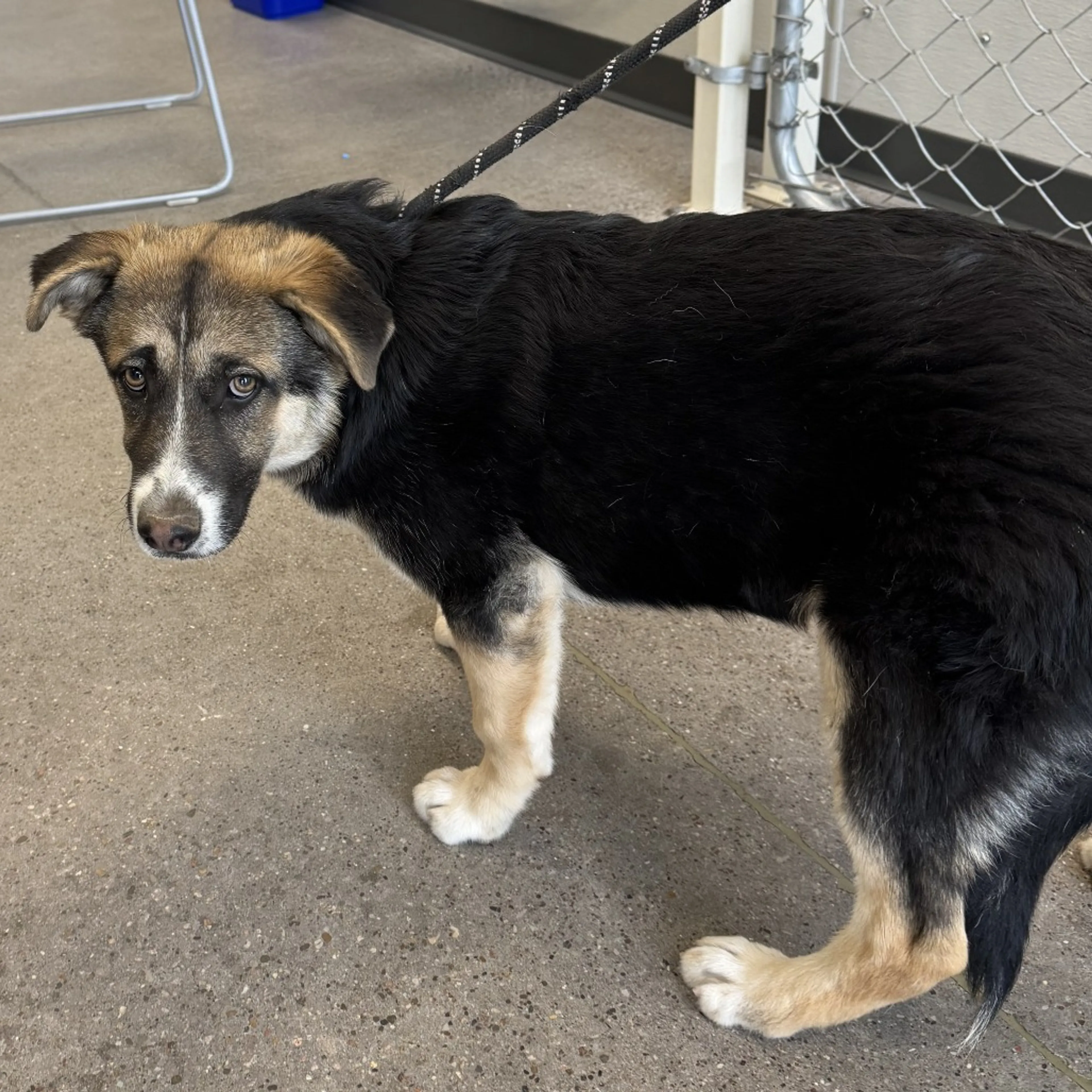 Found pet-2