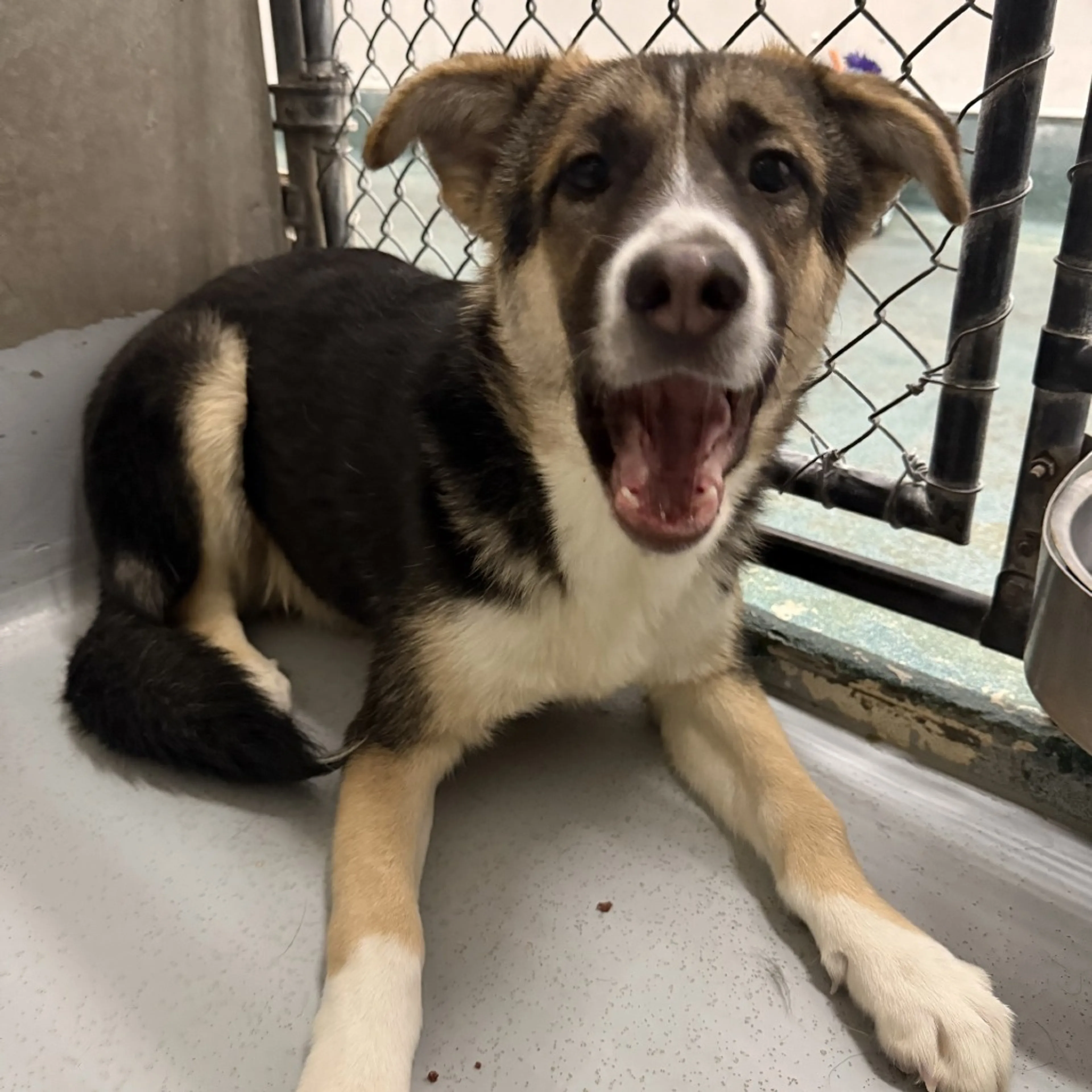 Found pet-4