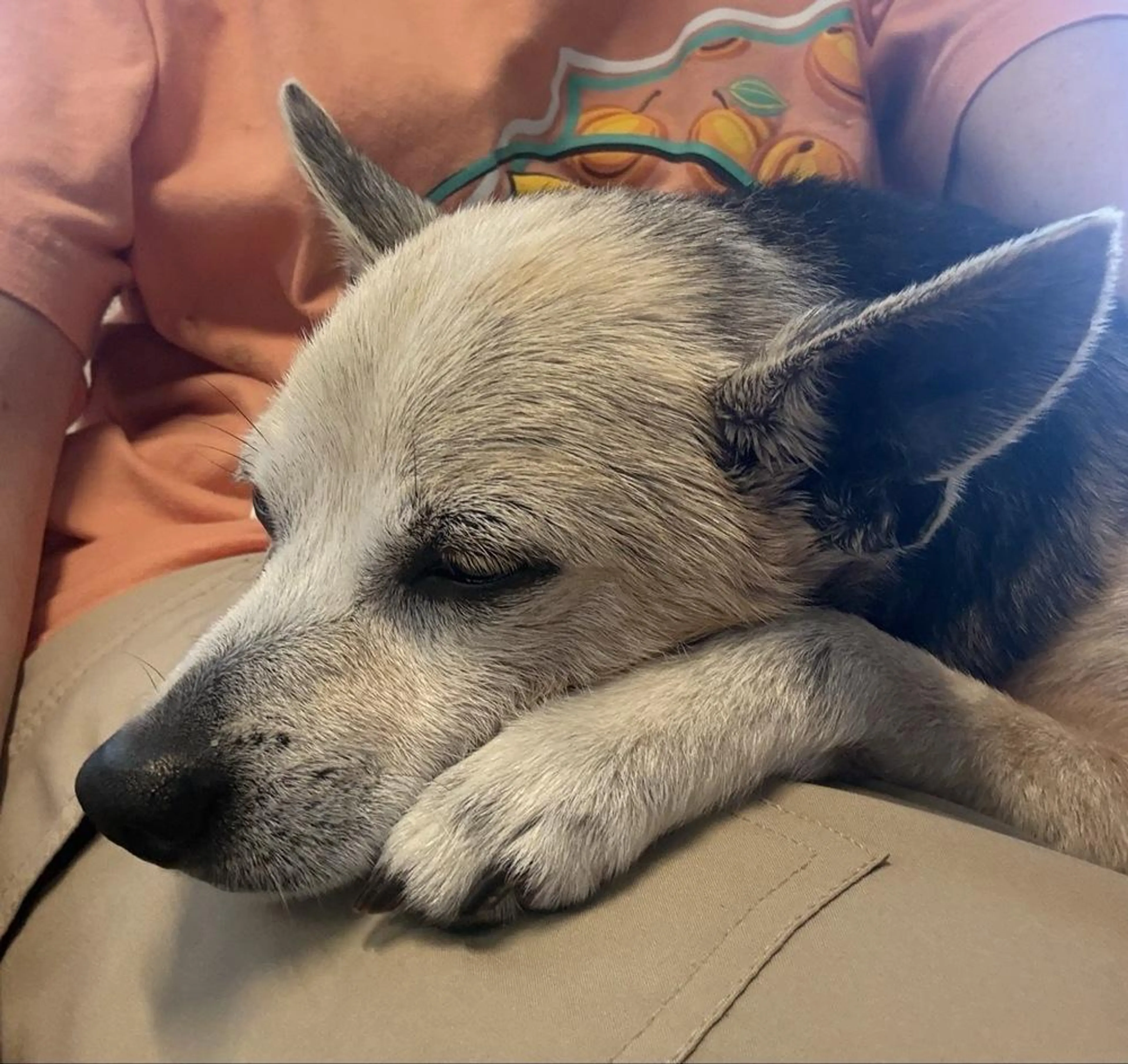 Found pet-2