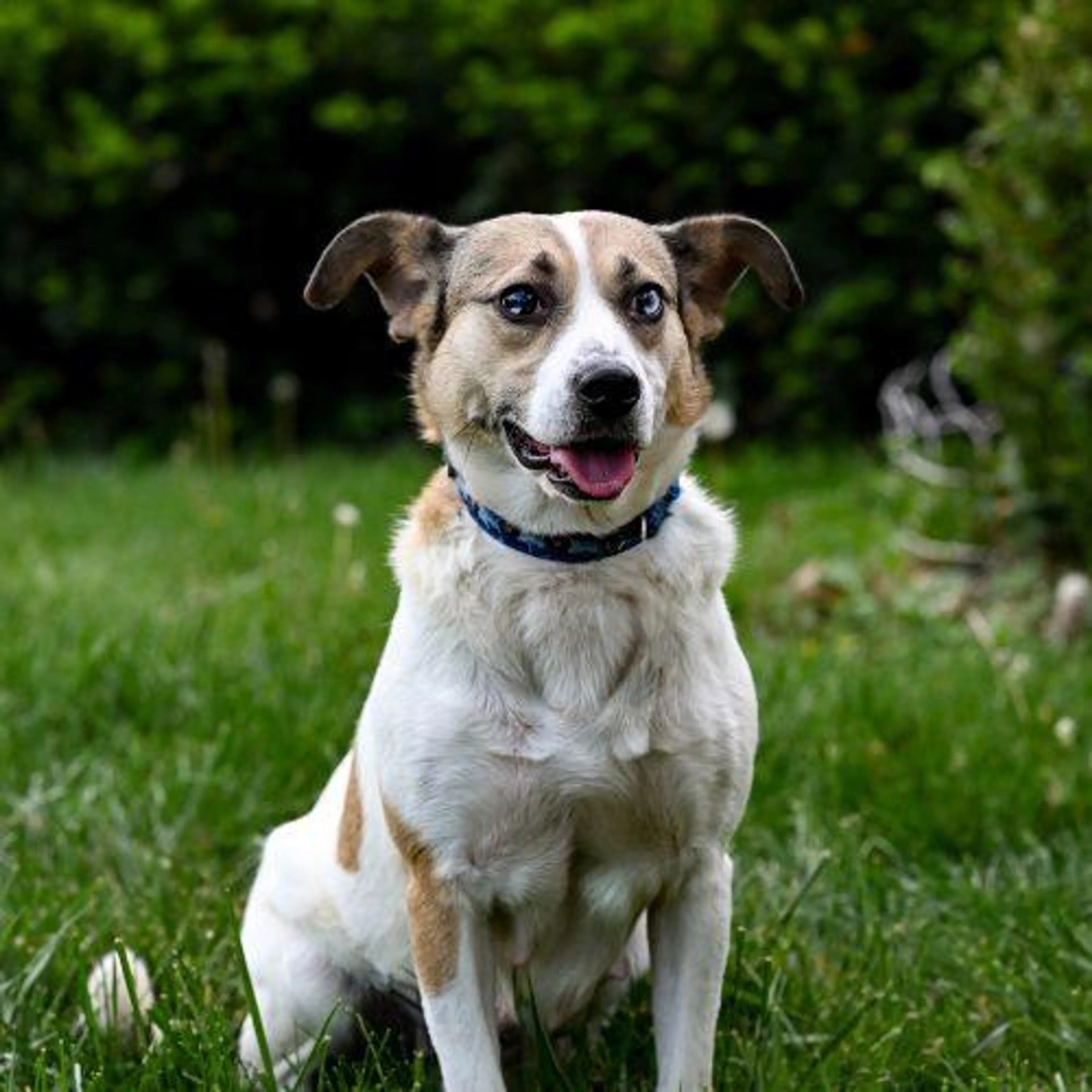 Found pet-1