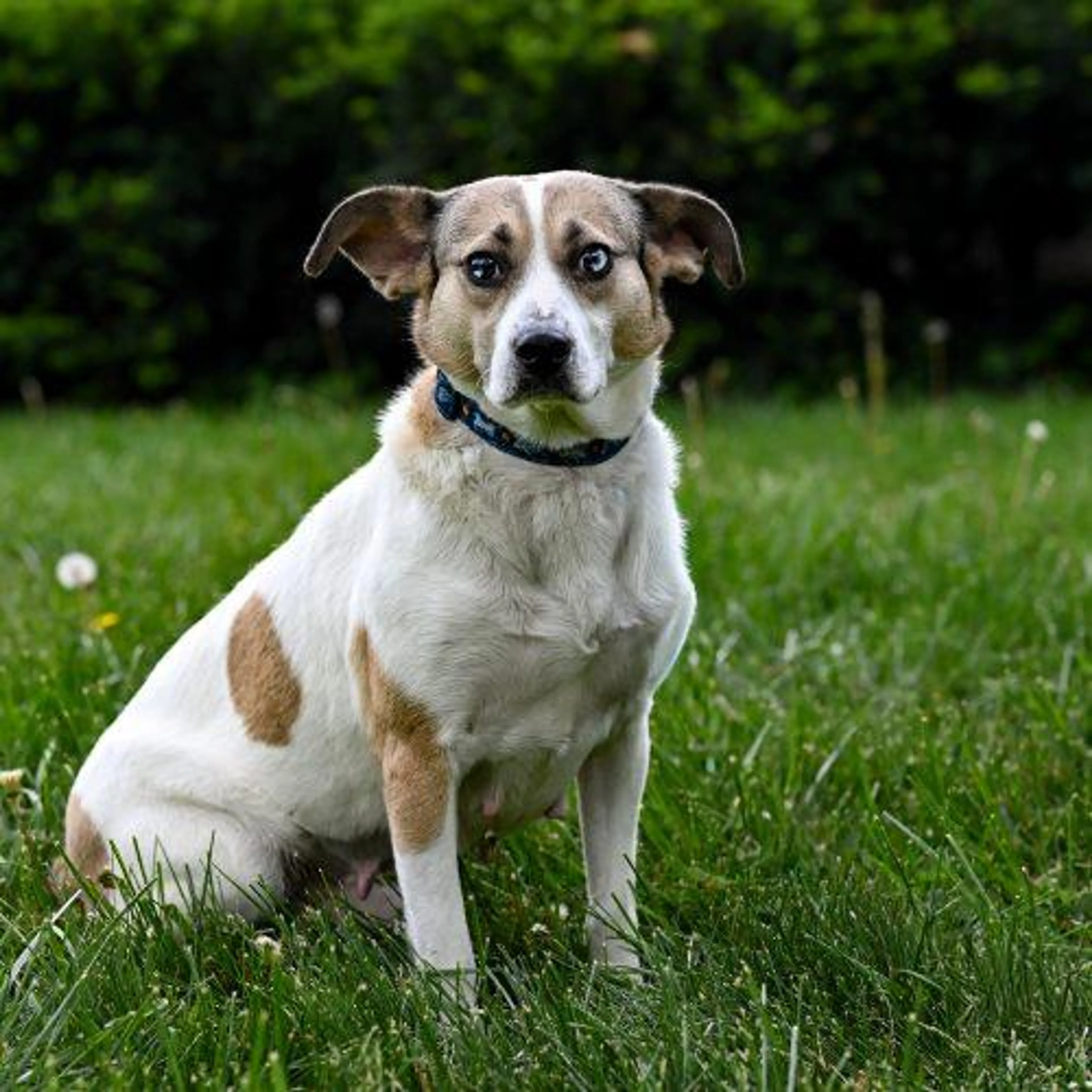 Found pet-4