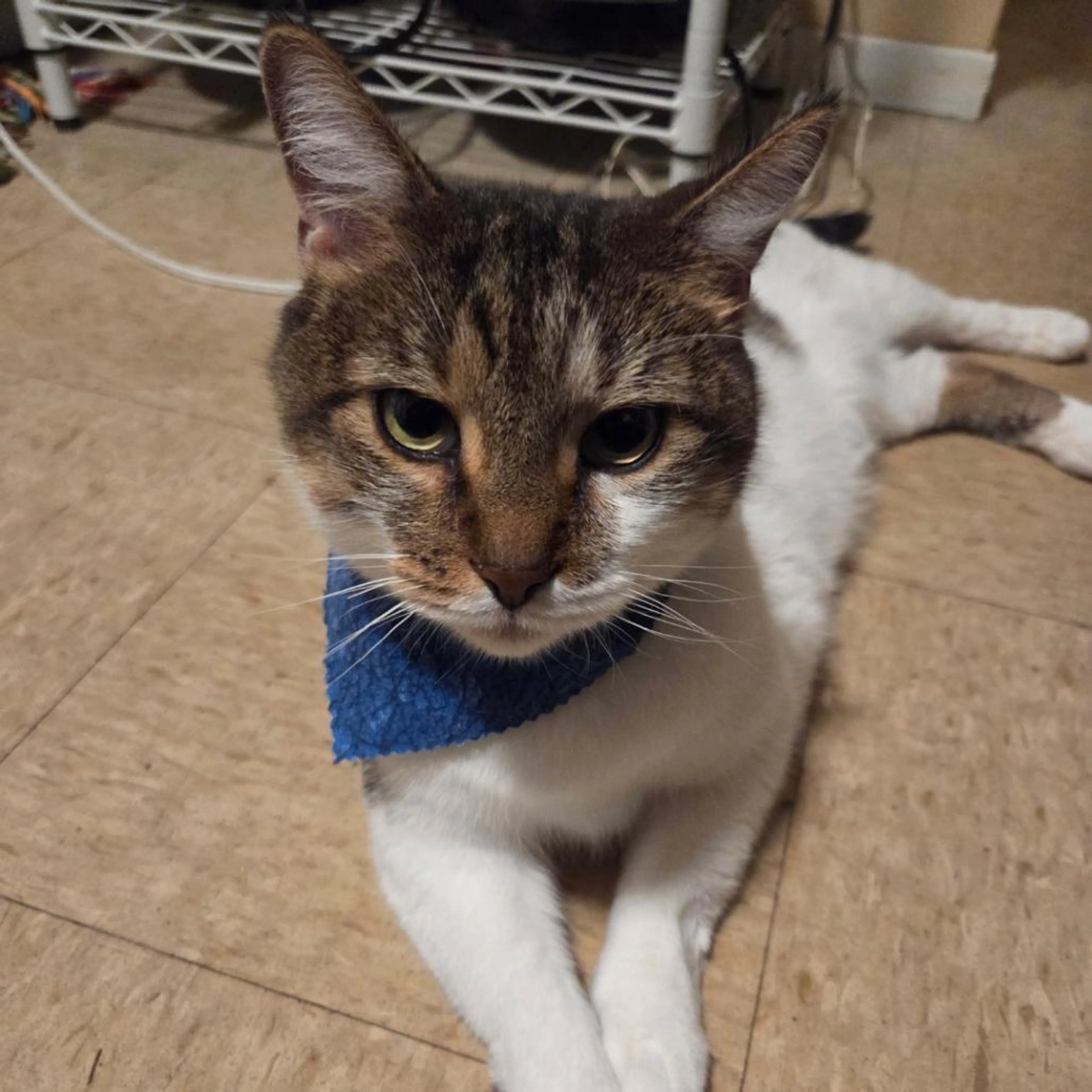 Found pet
