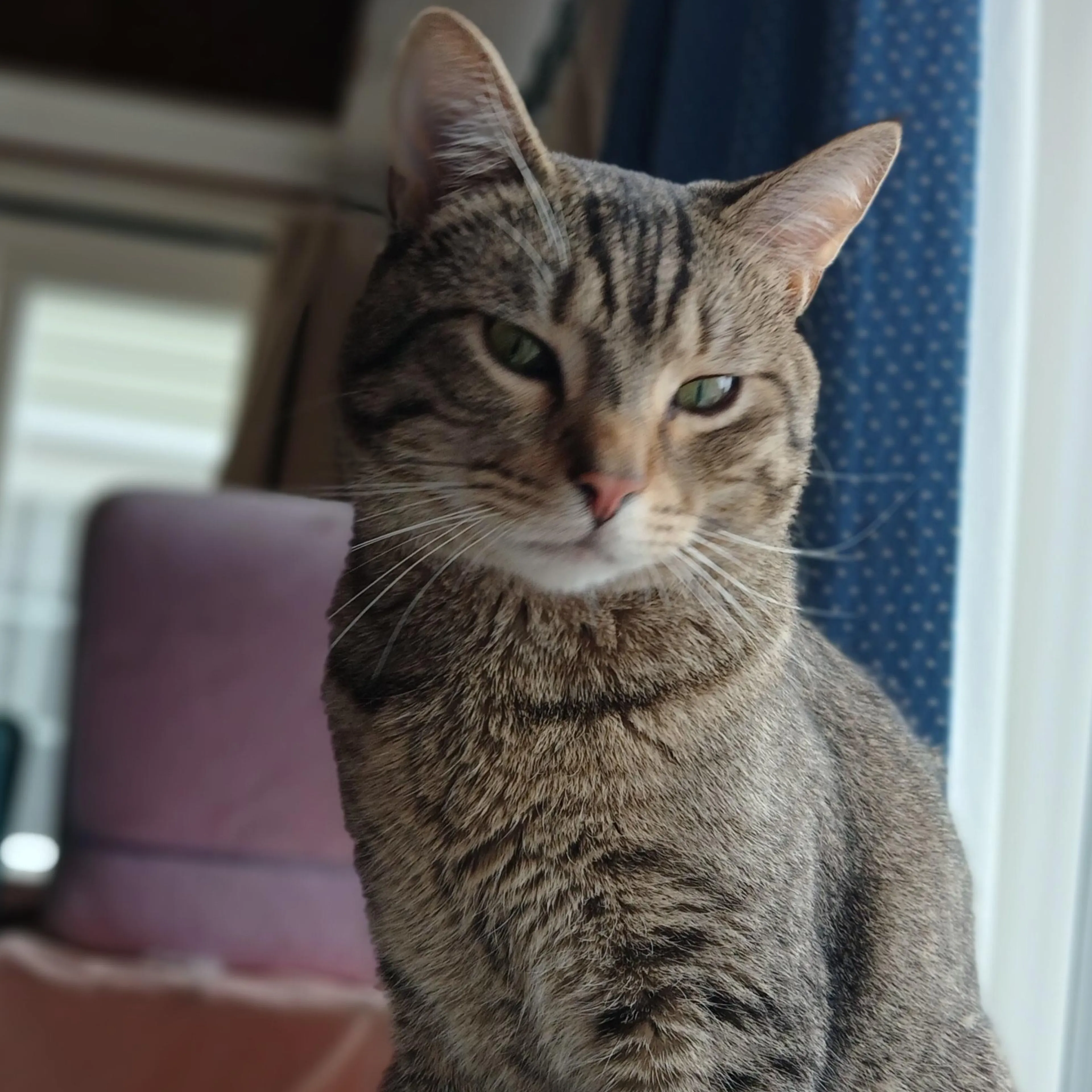 Found pet-1