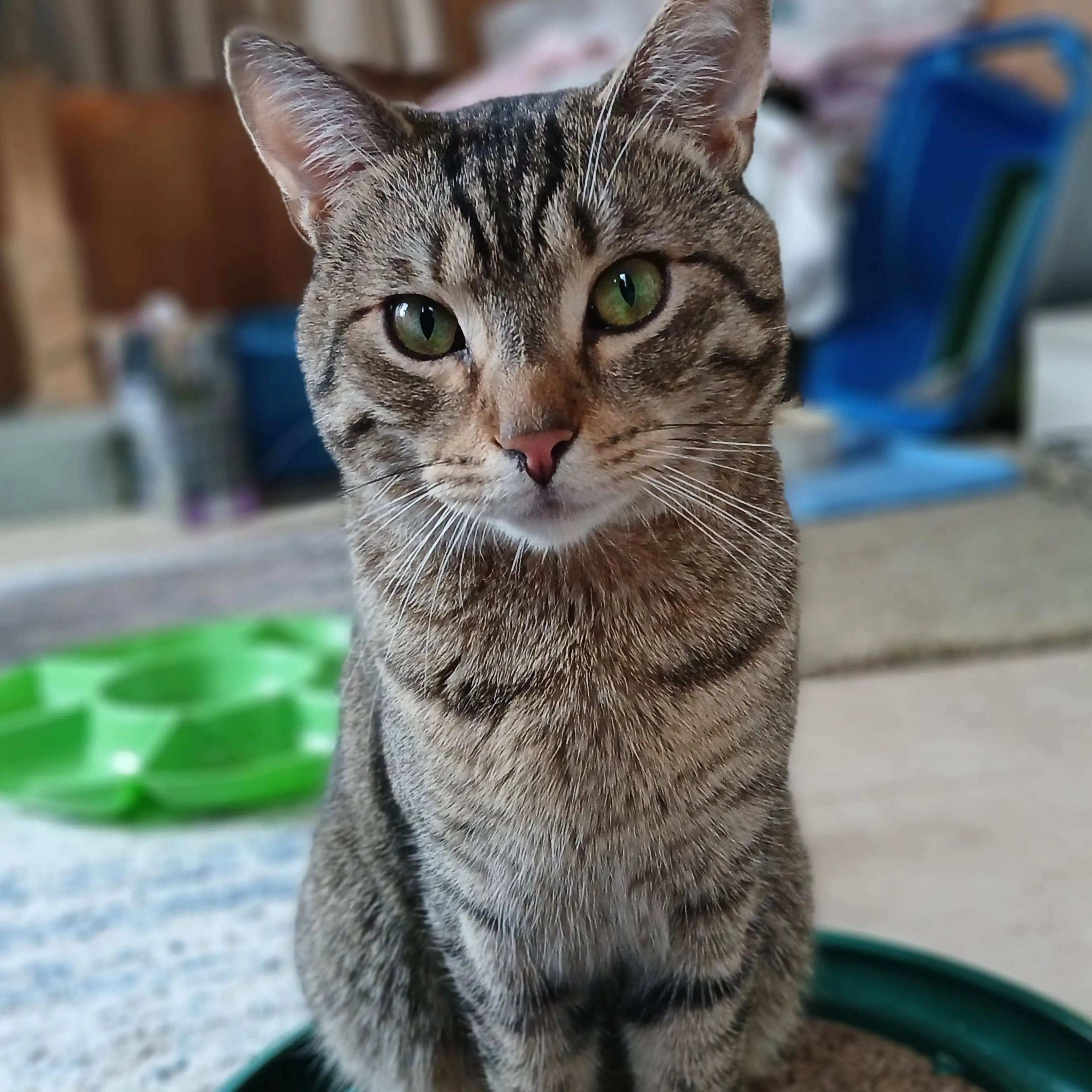 Found pet-2