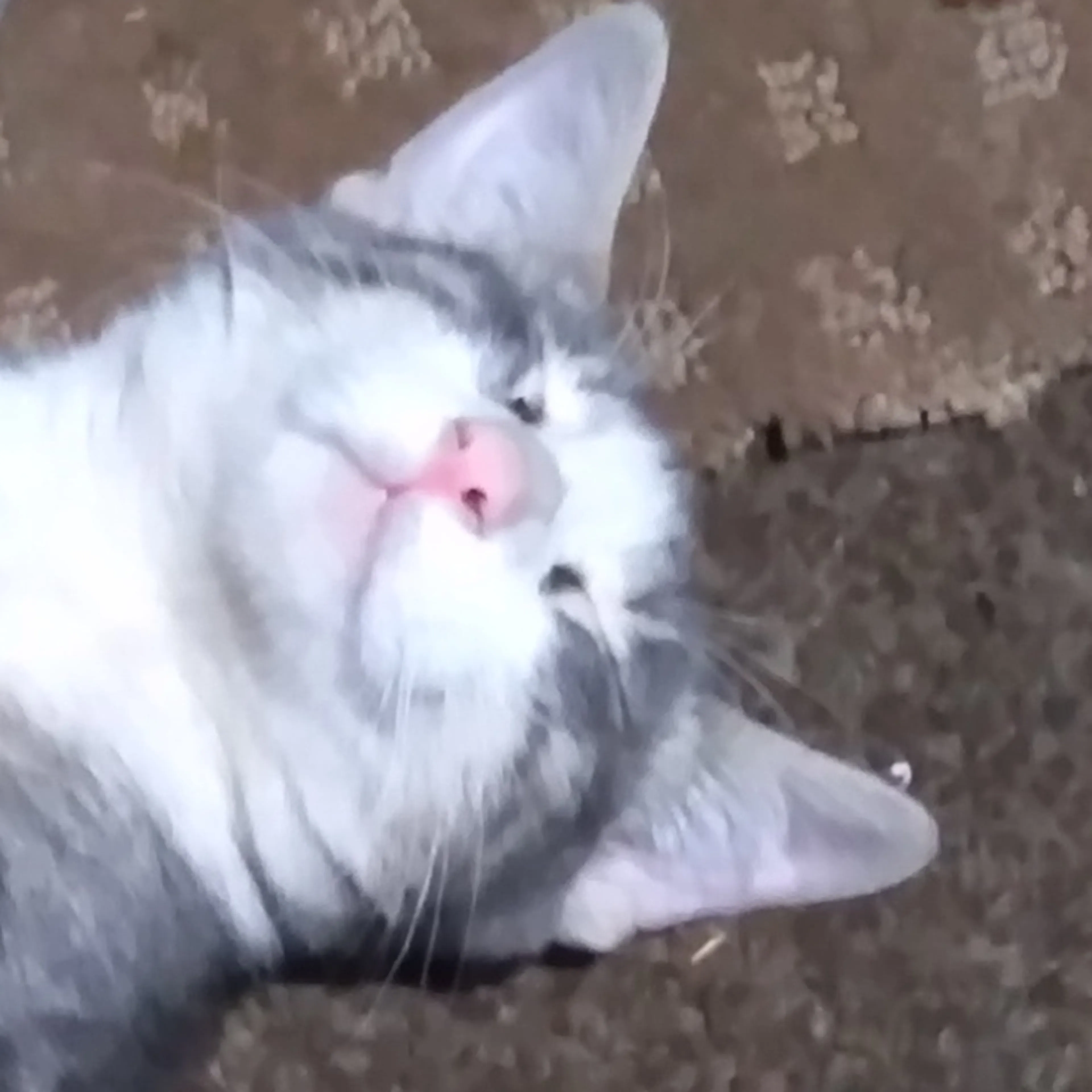 Lost pet-2