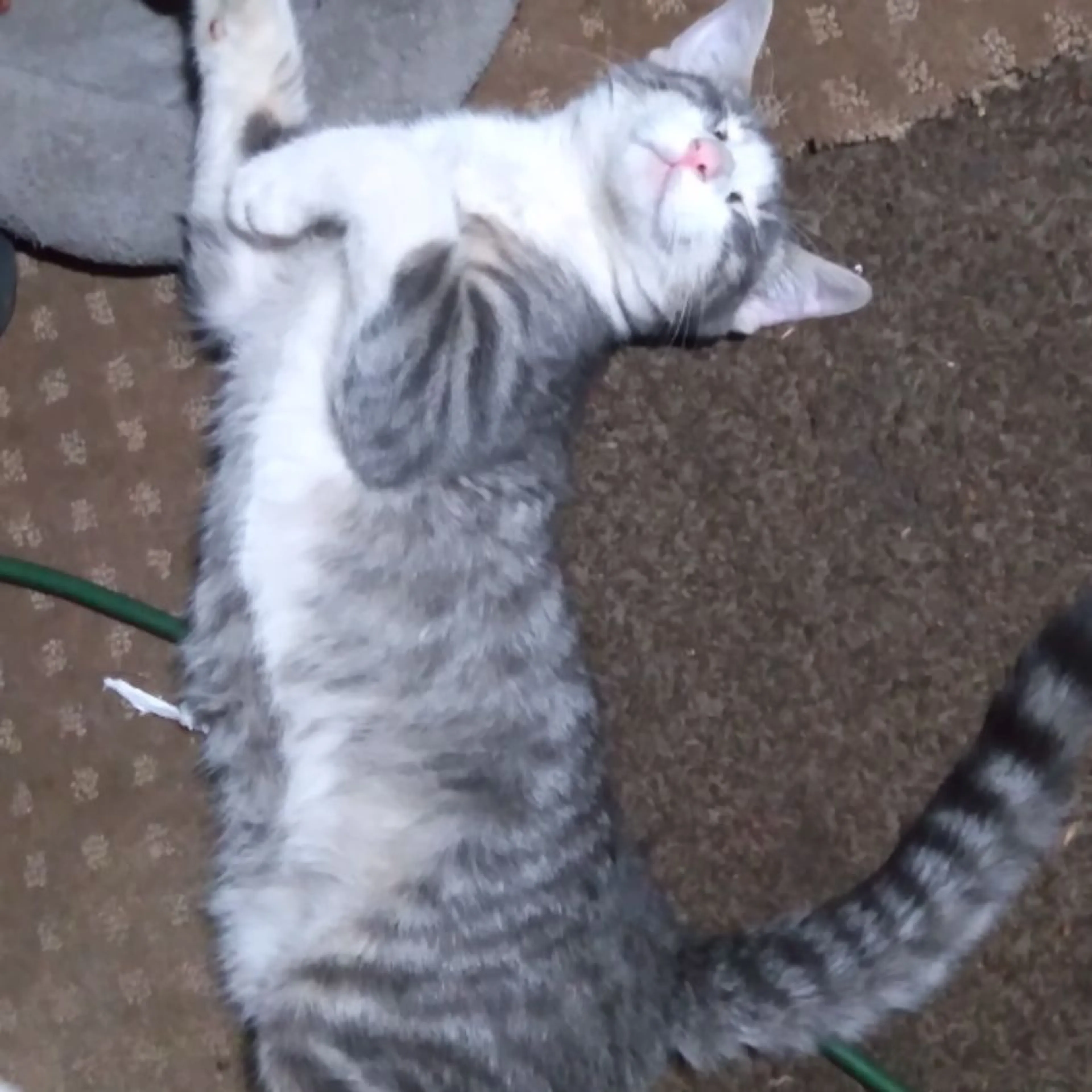 Lost pet-0