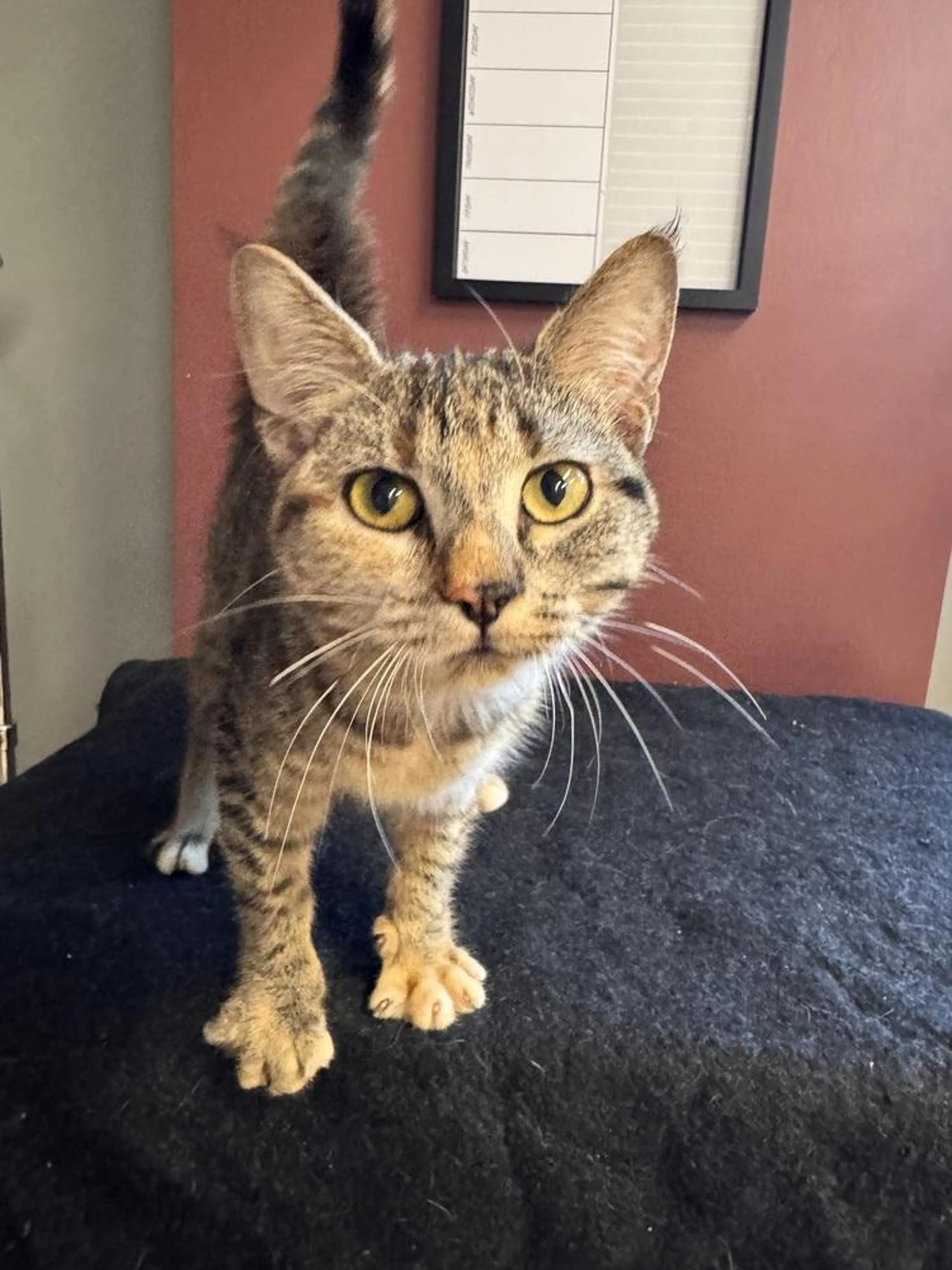 Found pet-1