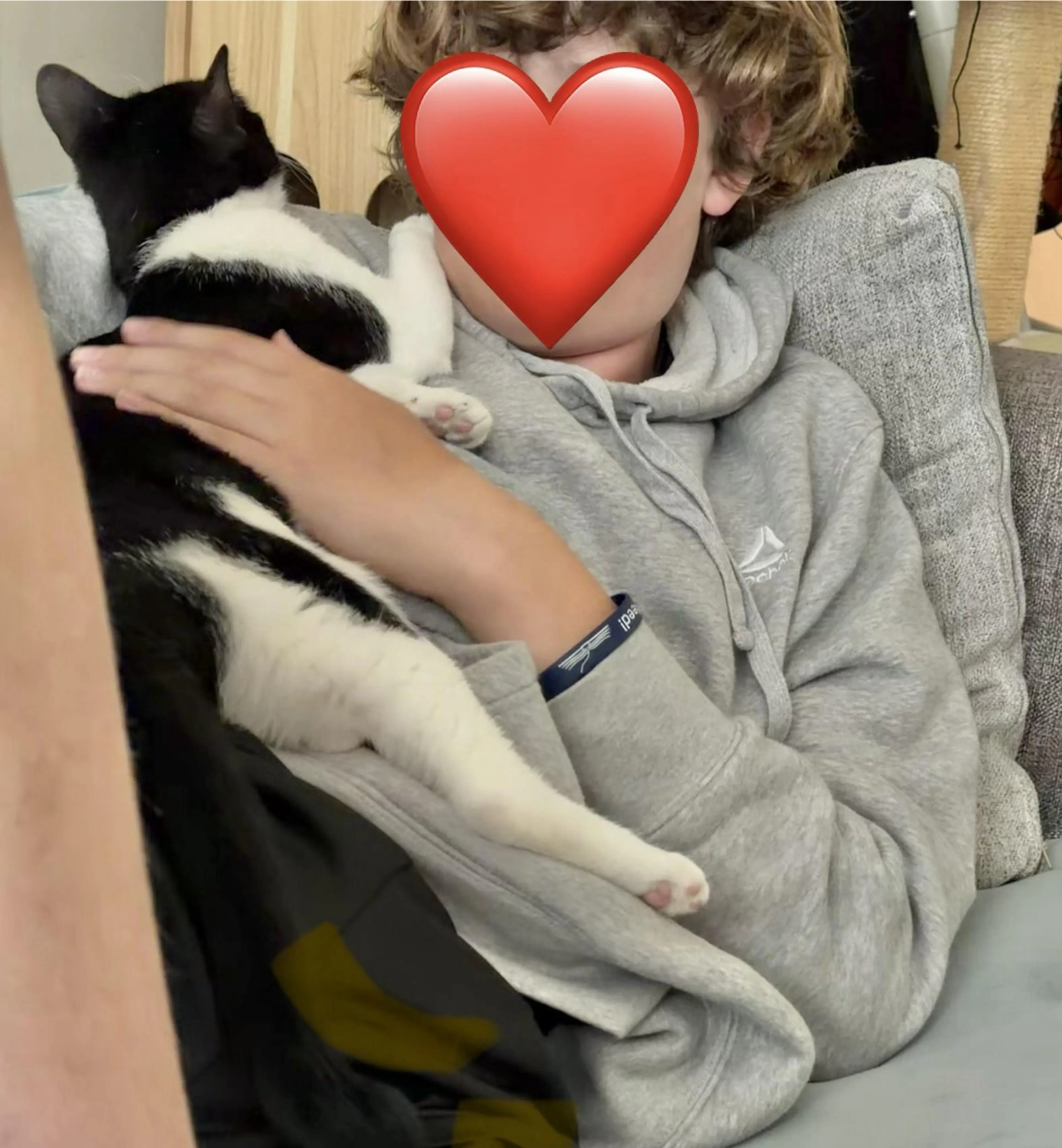 Found pet-2