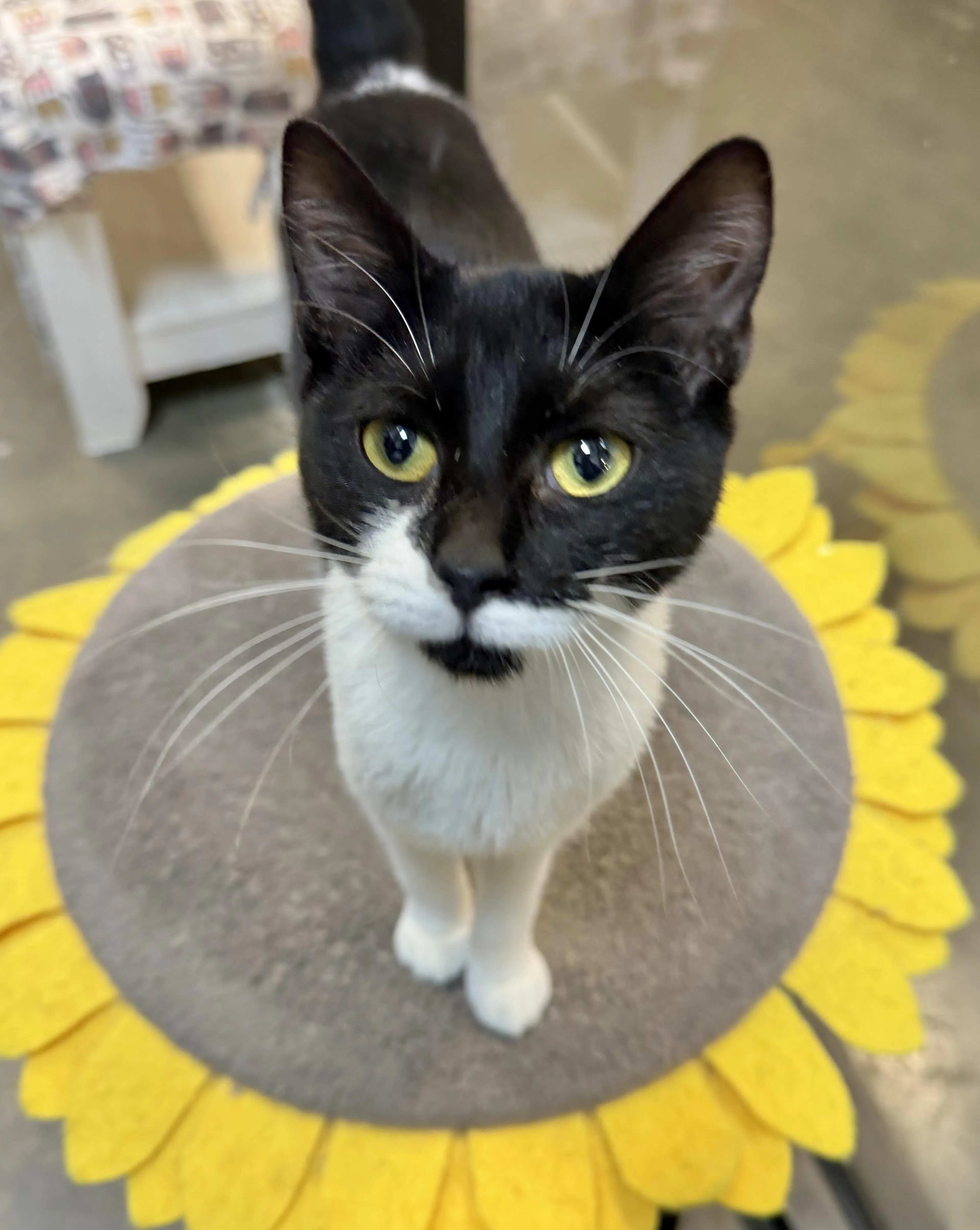 Found pet-1