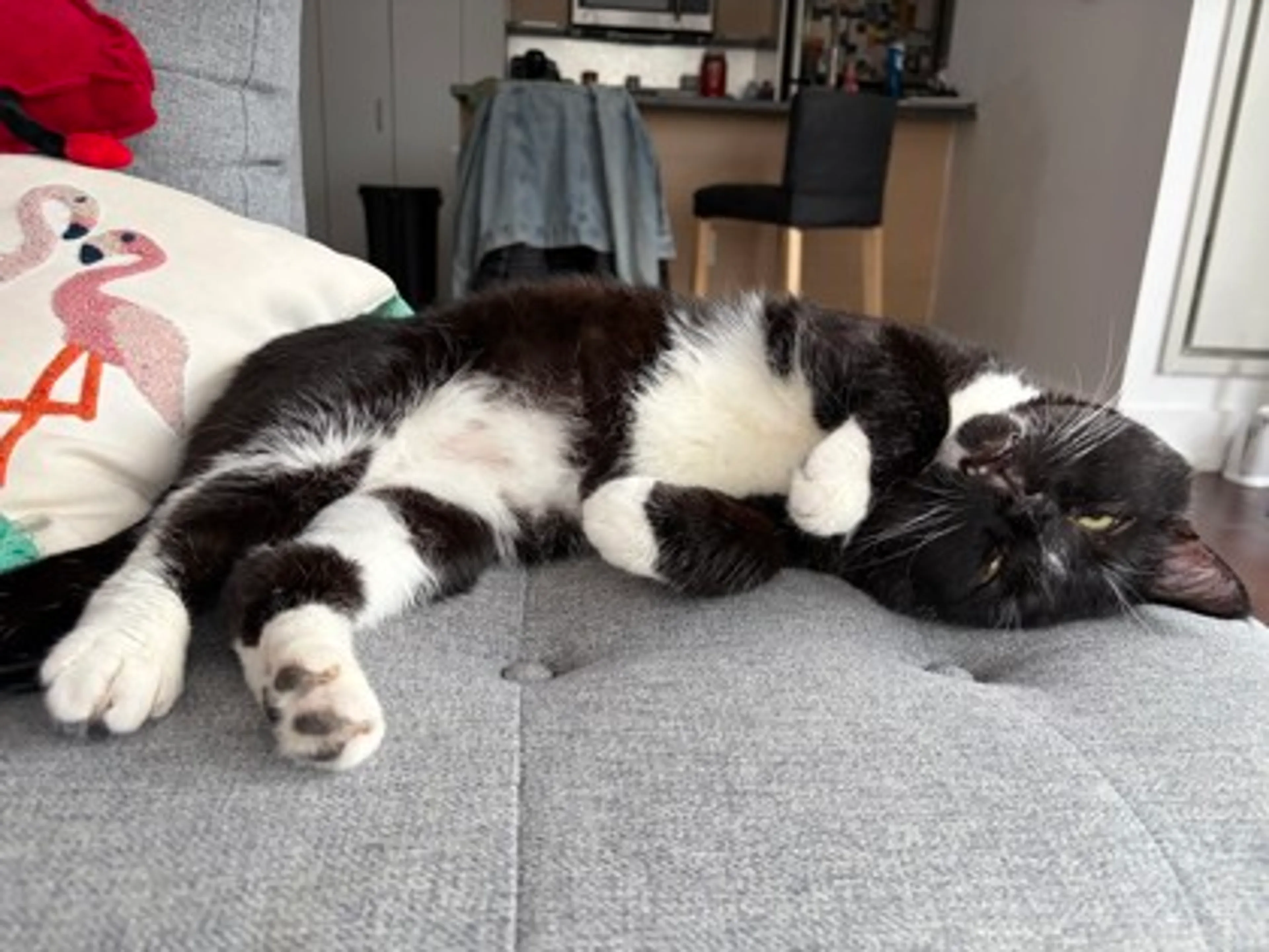 Found pet-1