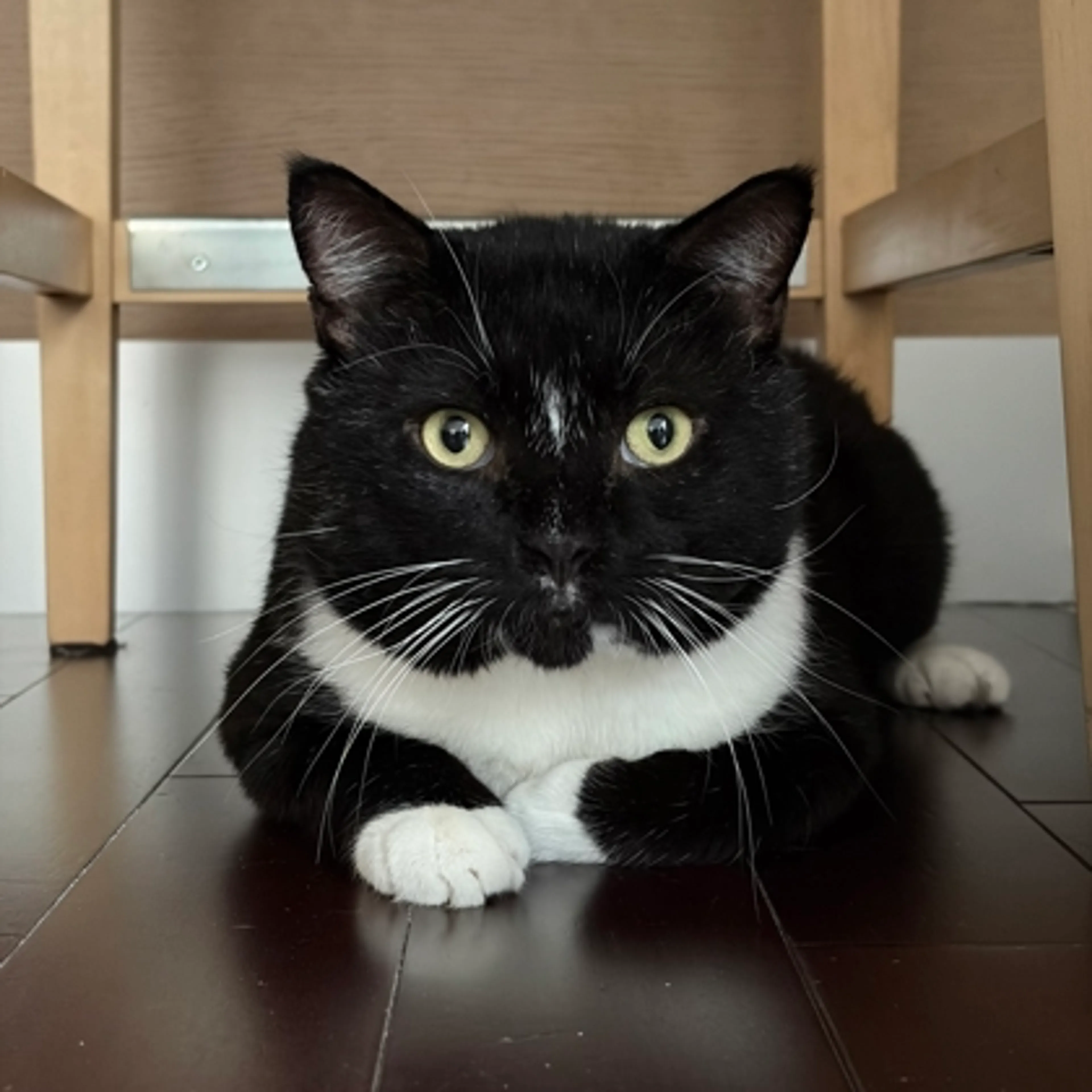 Found pet-0
