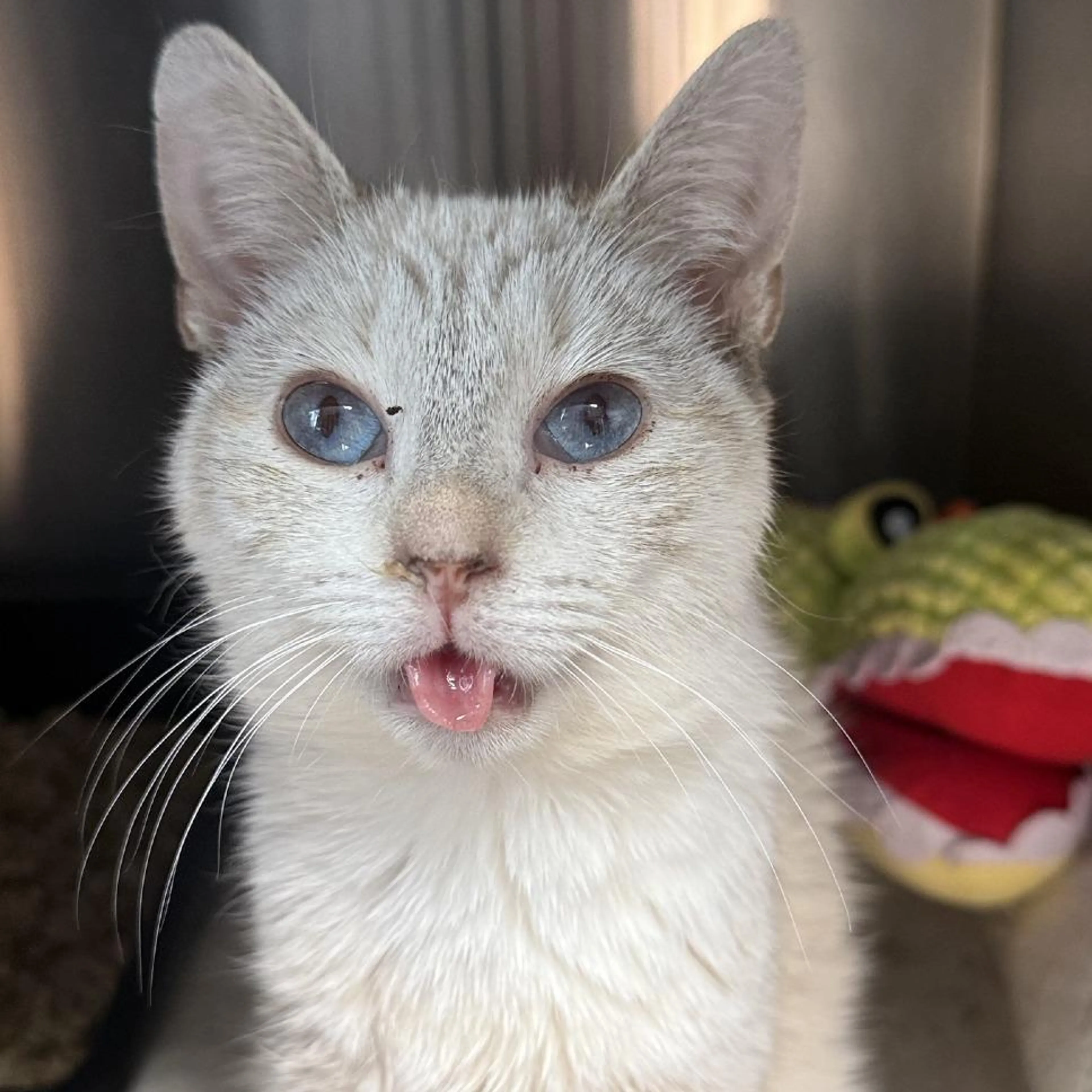 Found pet-4