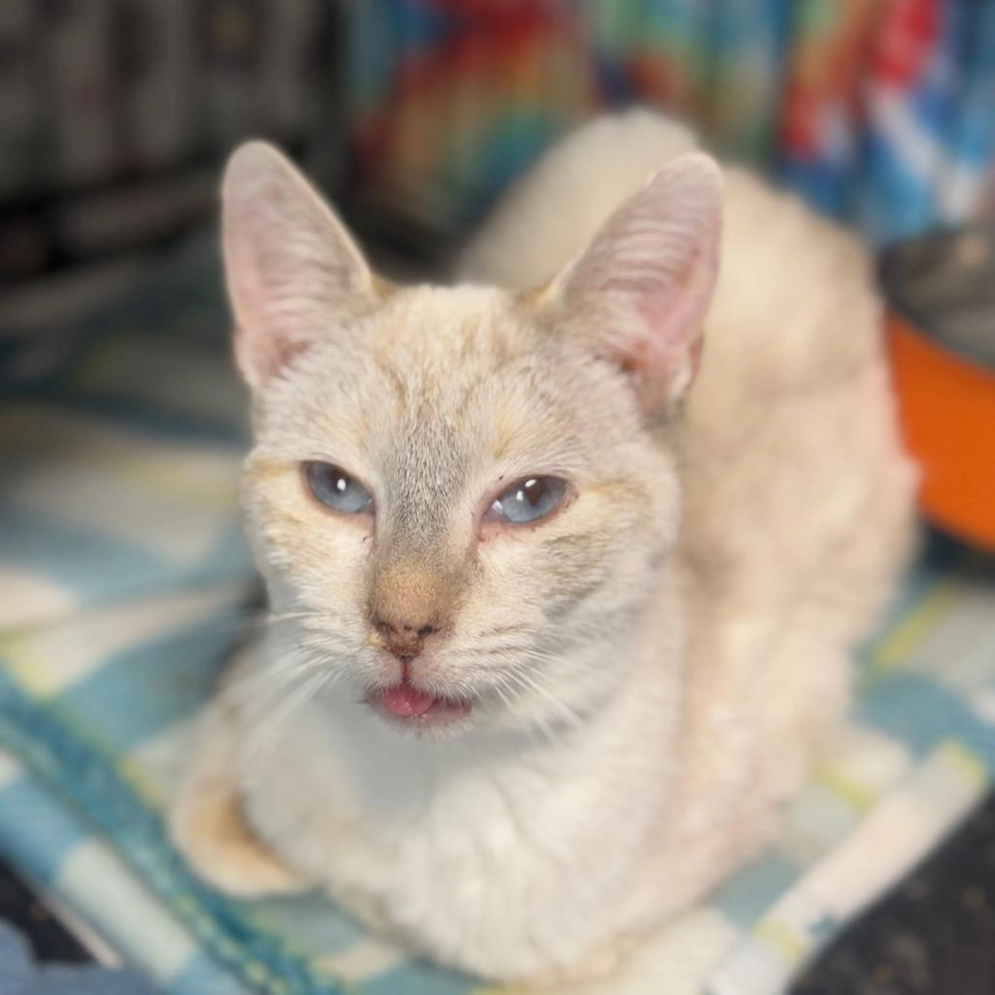 Found pet-2