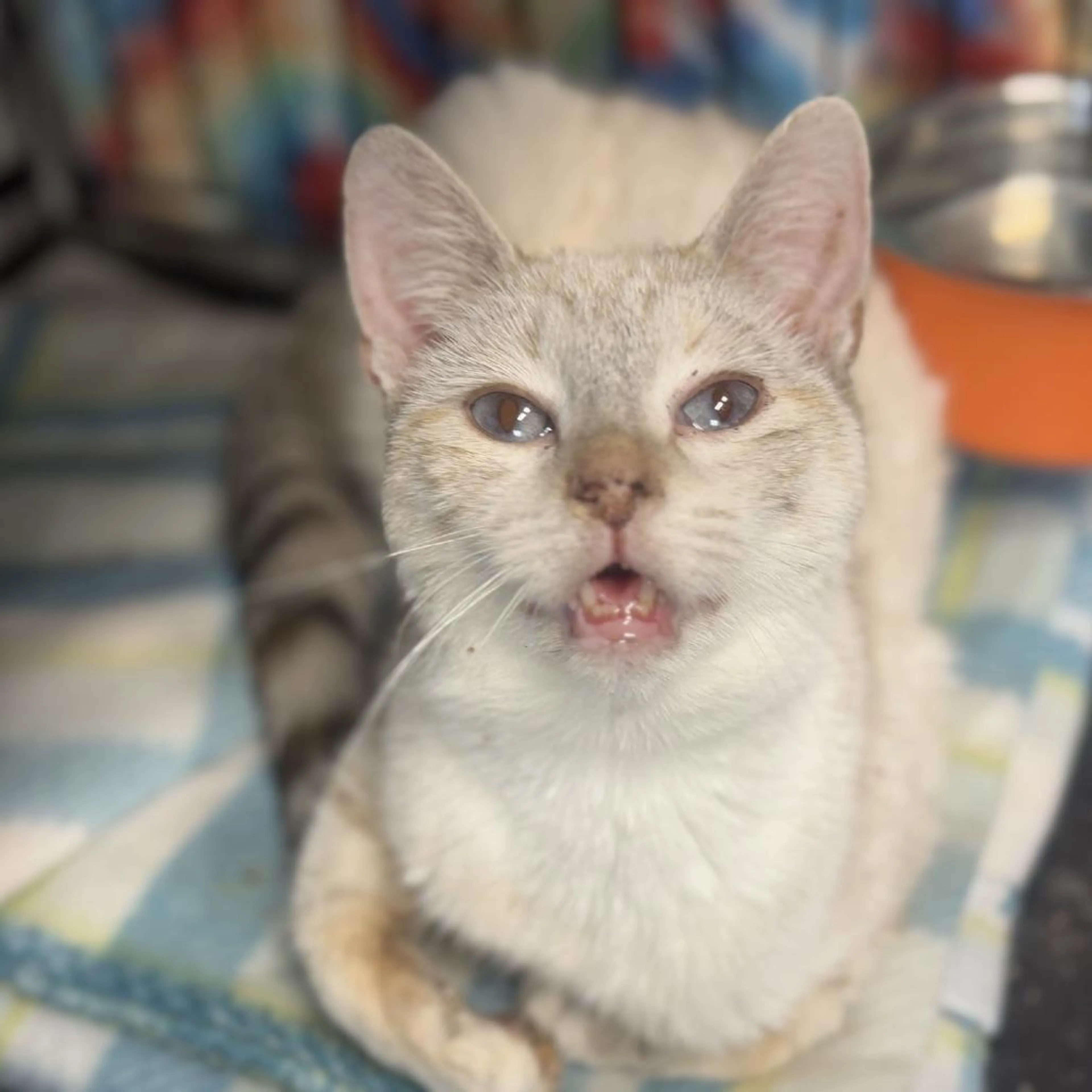 Found pet-3