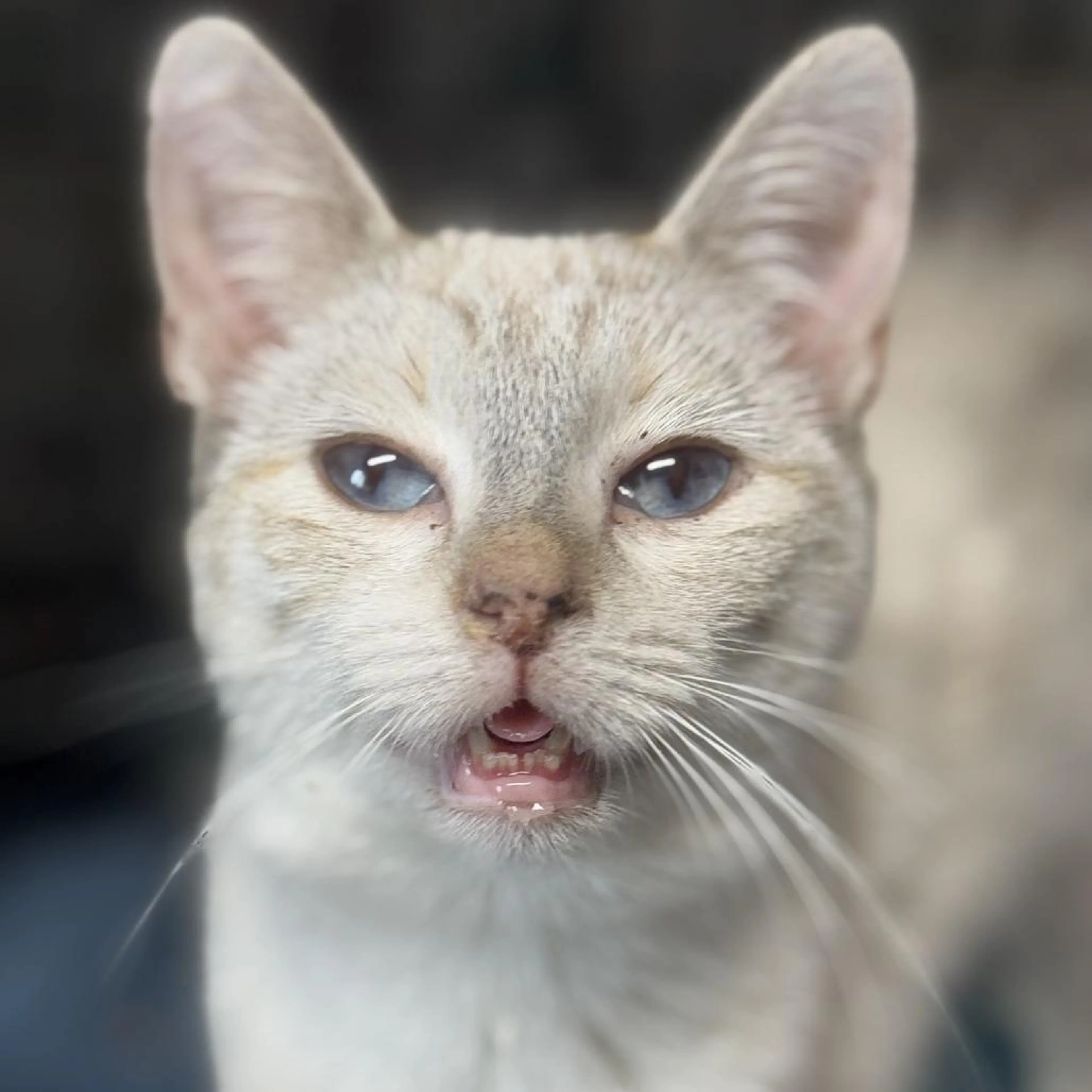 Found pet-0