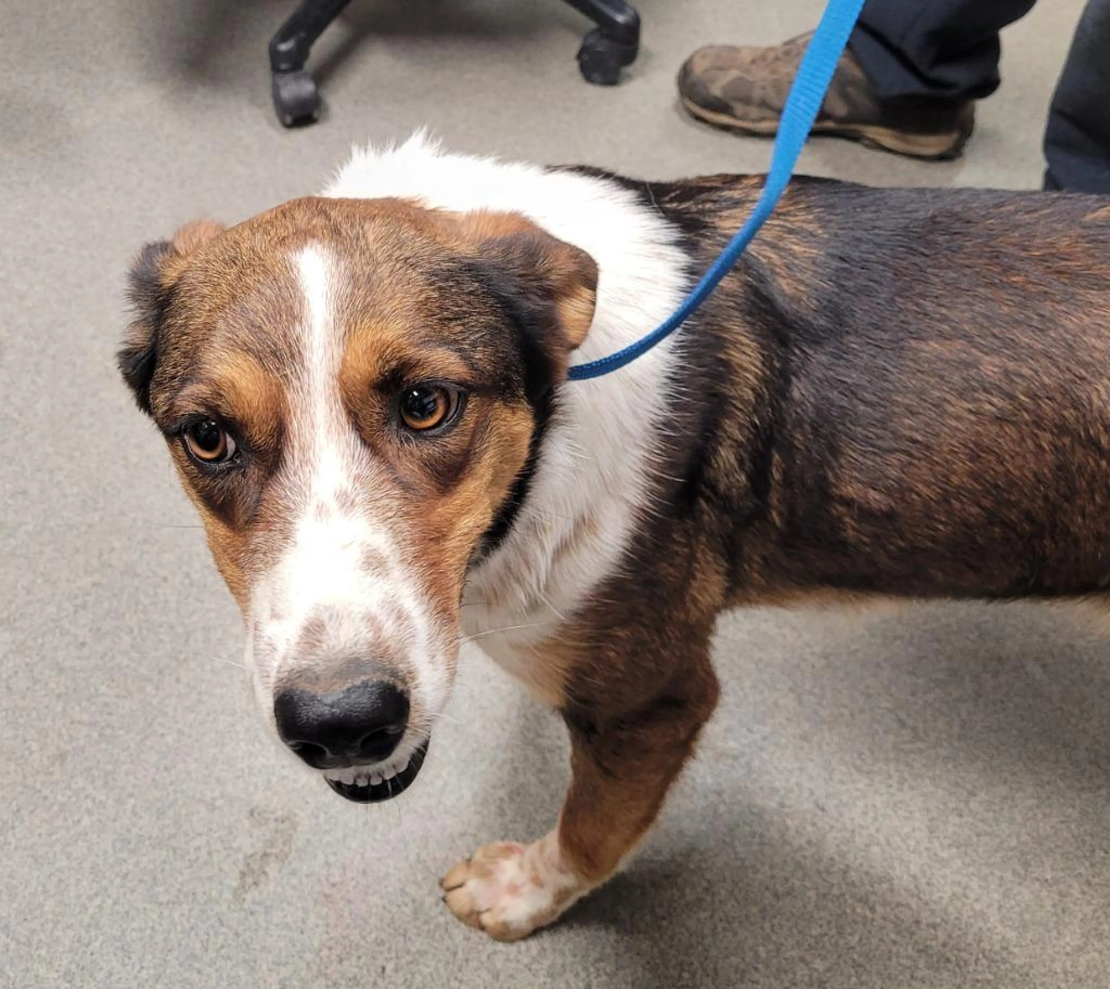 Found pet