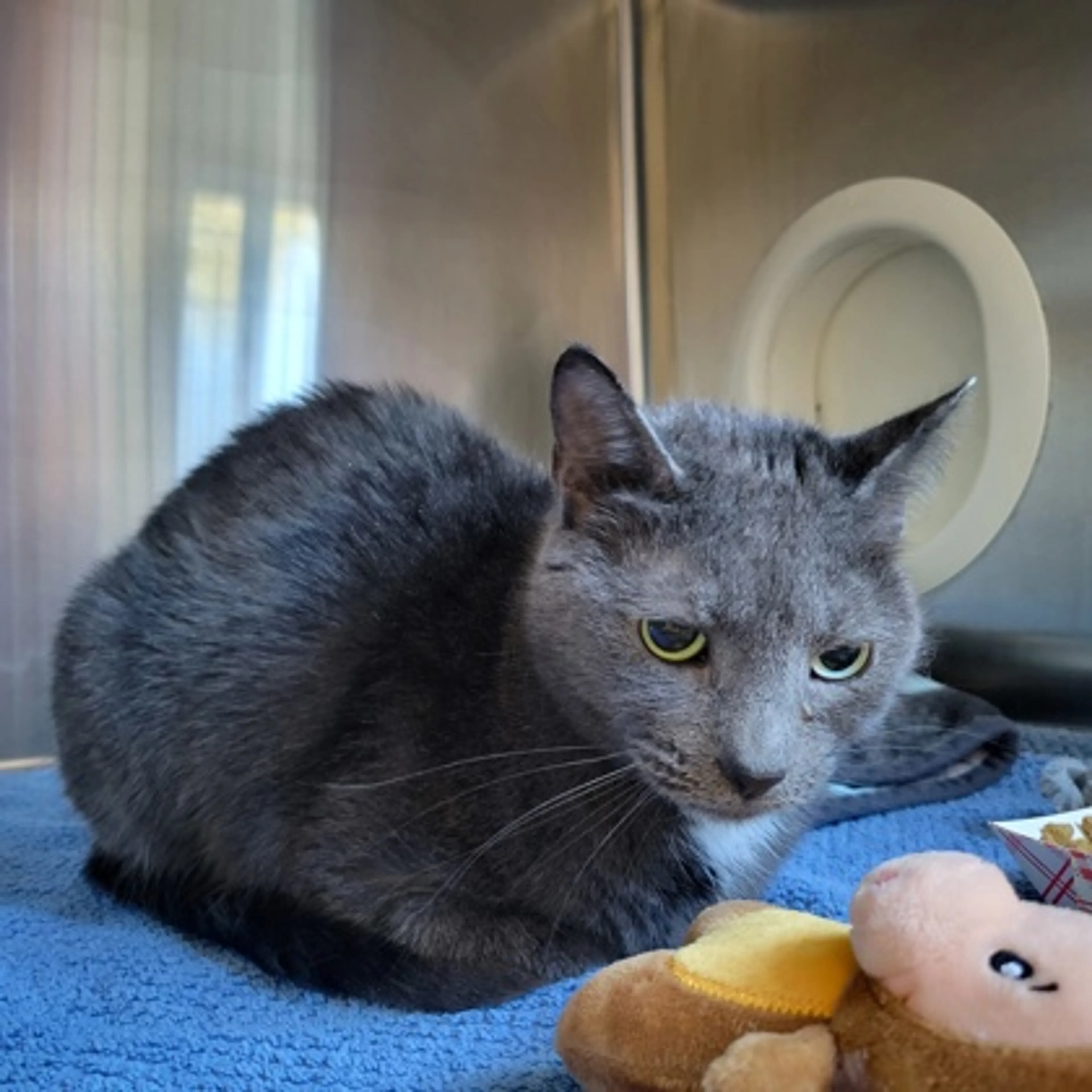 Found pet-1