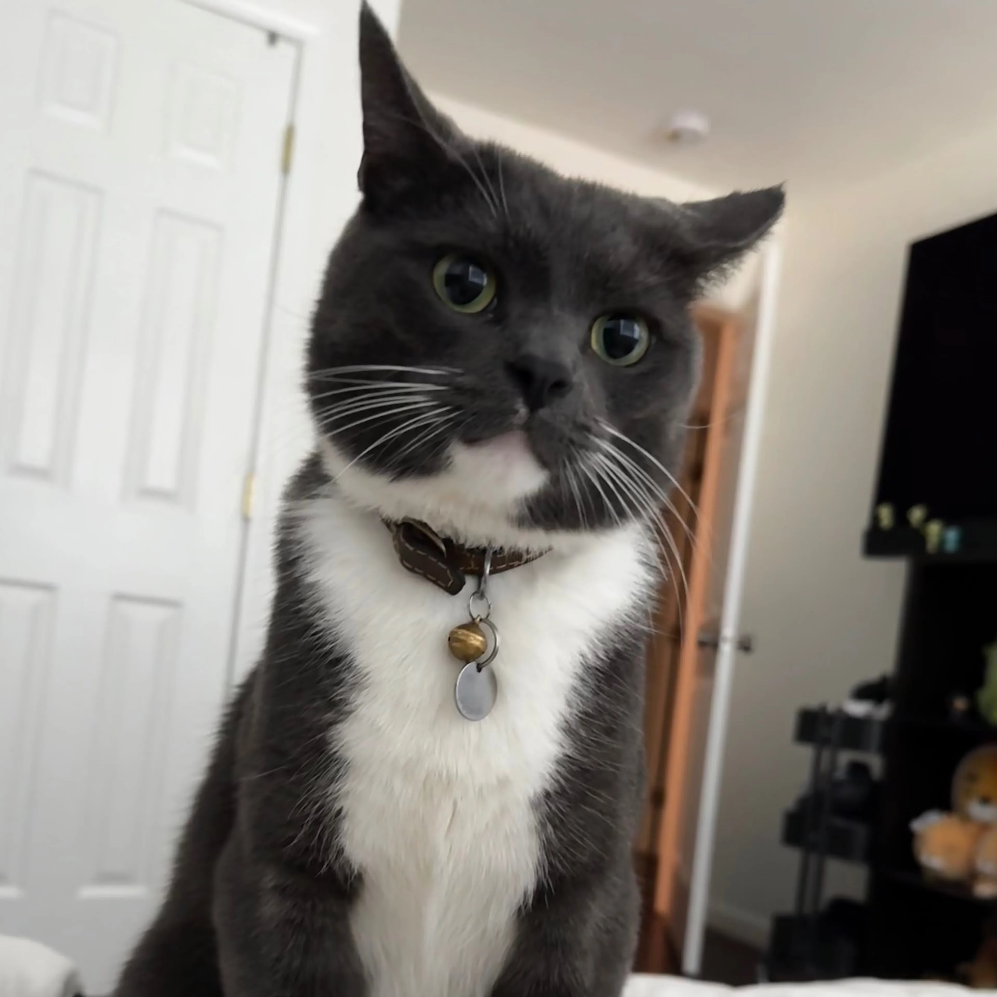 Lost pet-2