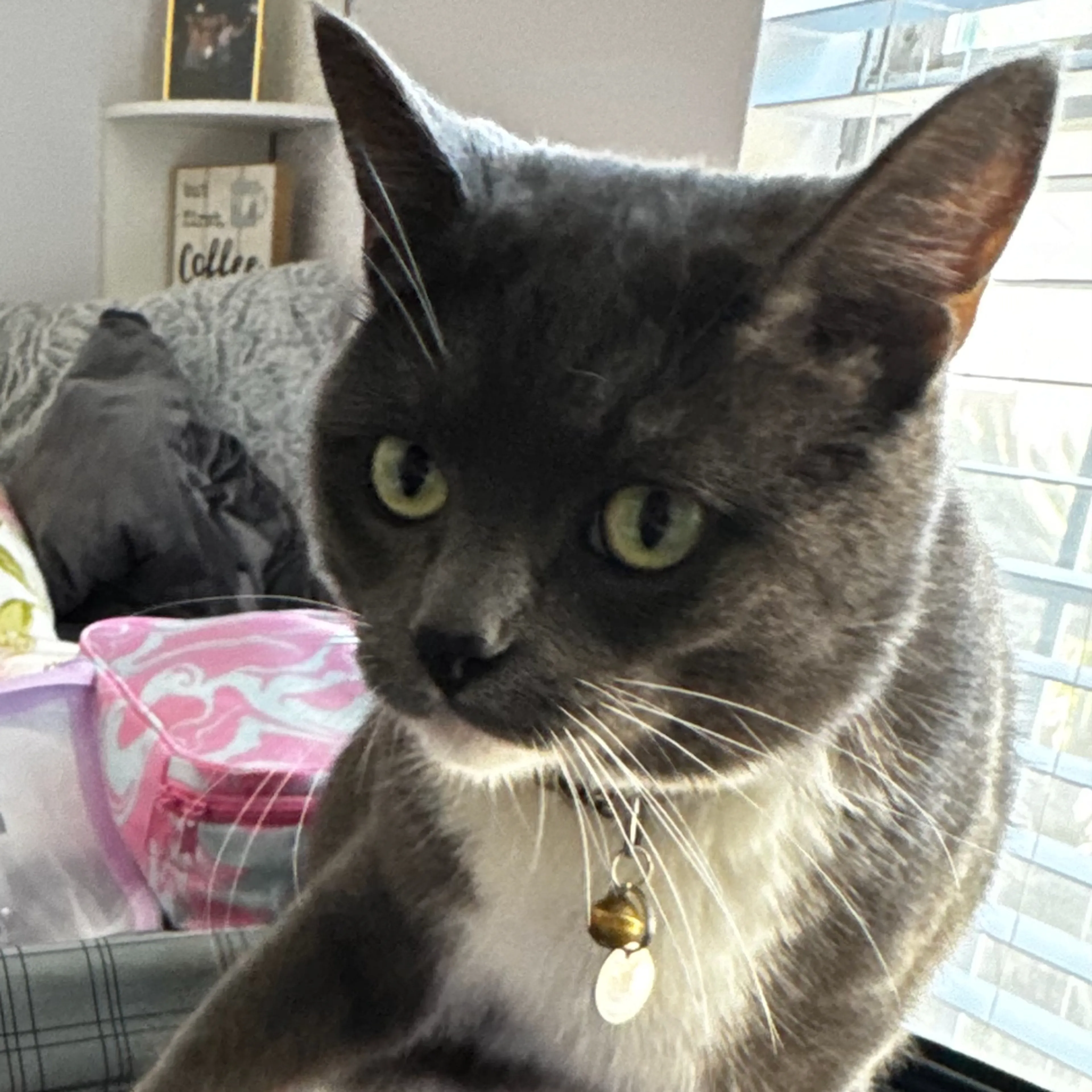 Lost pet-3