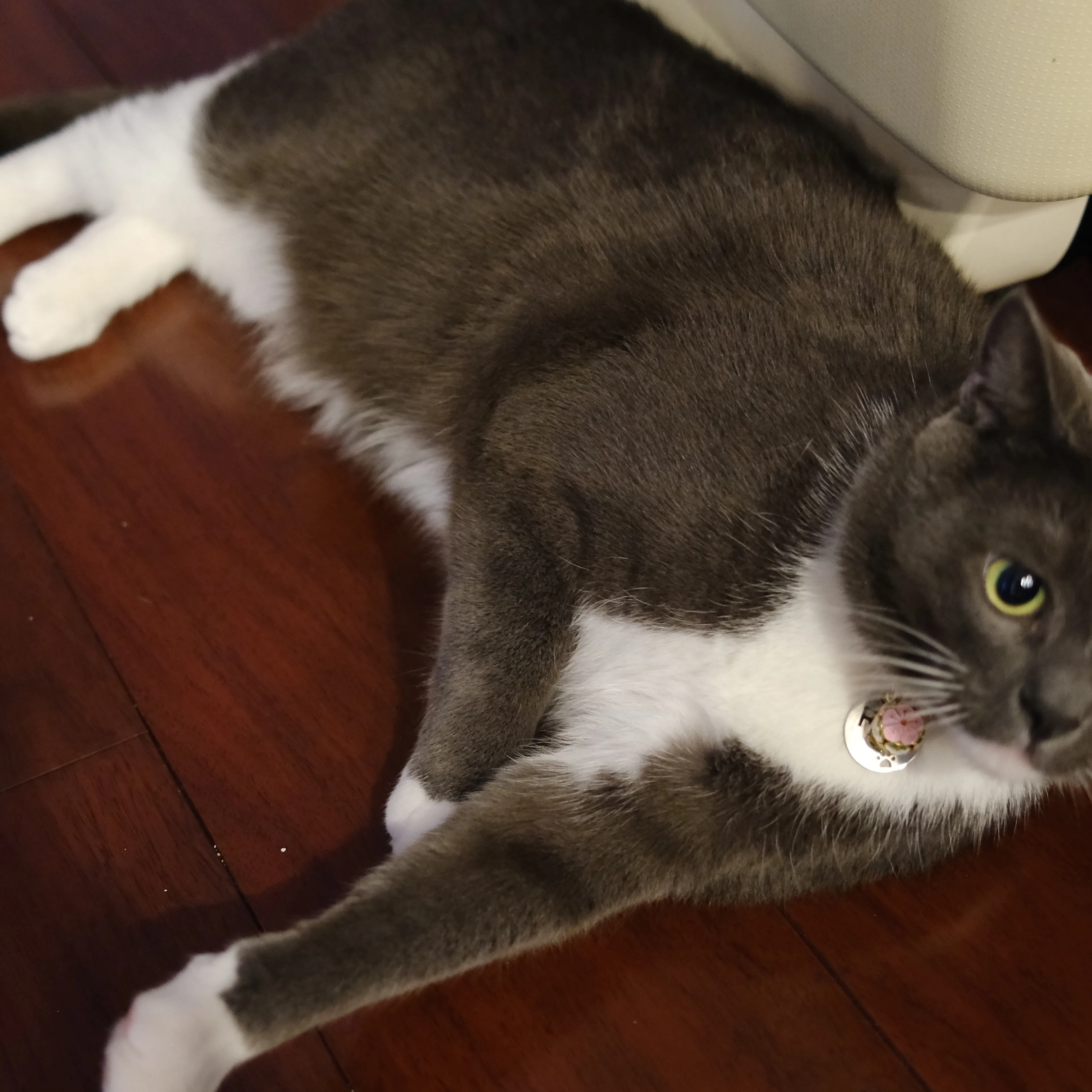 Lost pet-1