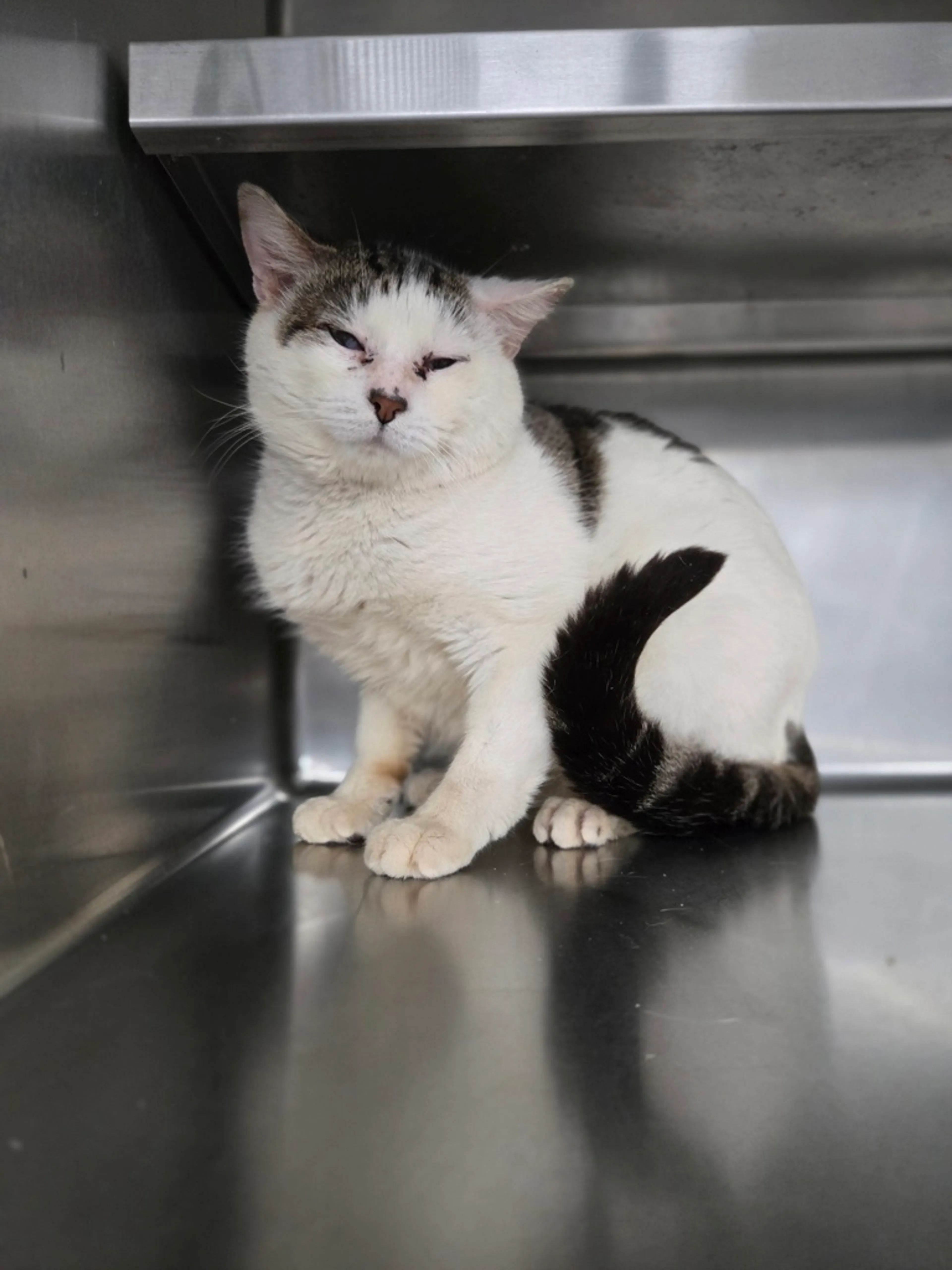 Found pet-1