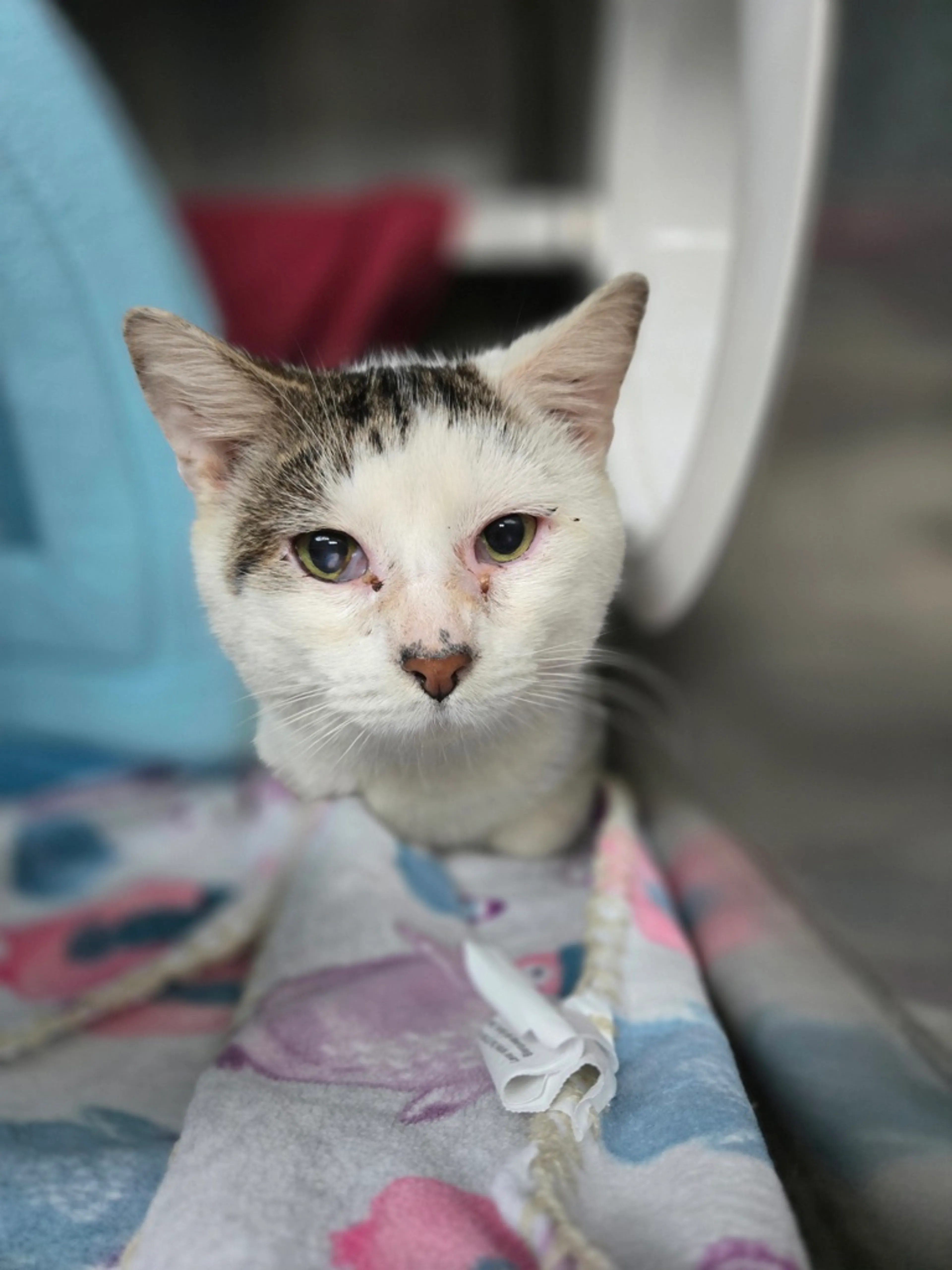 Found pet-3