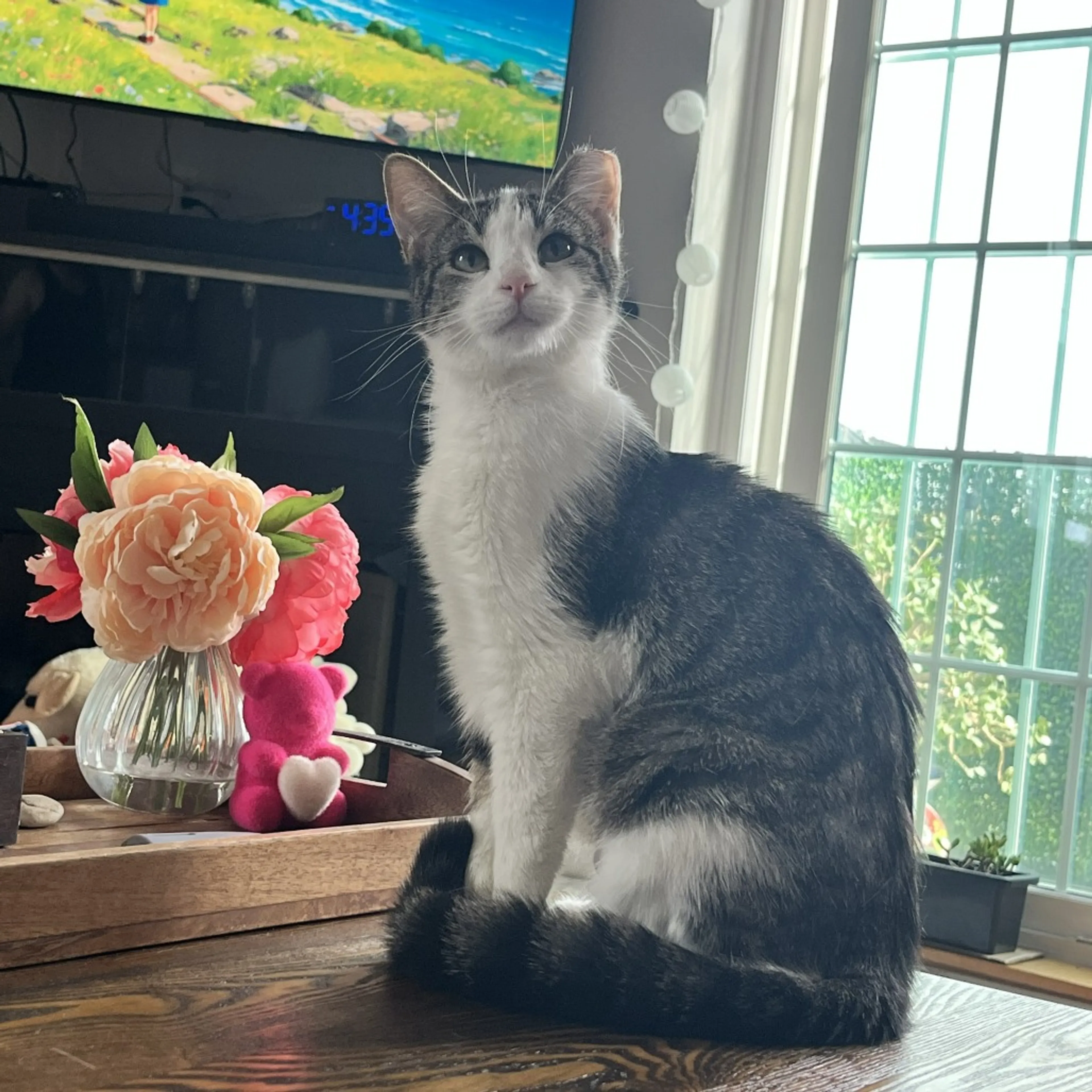 Found pet-0