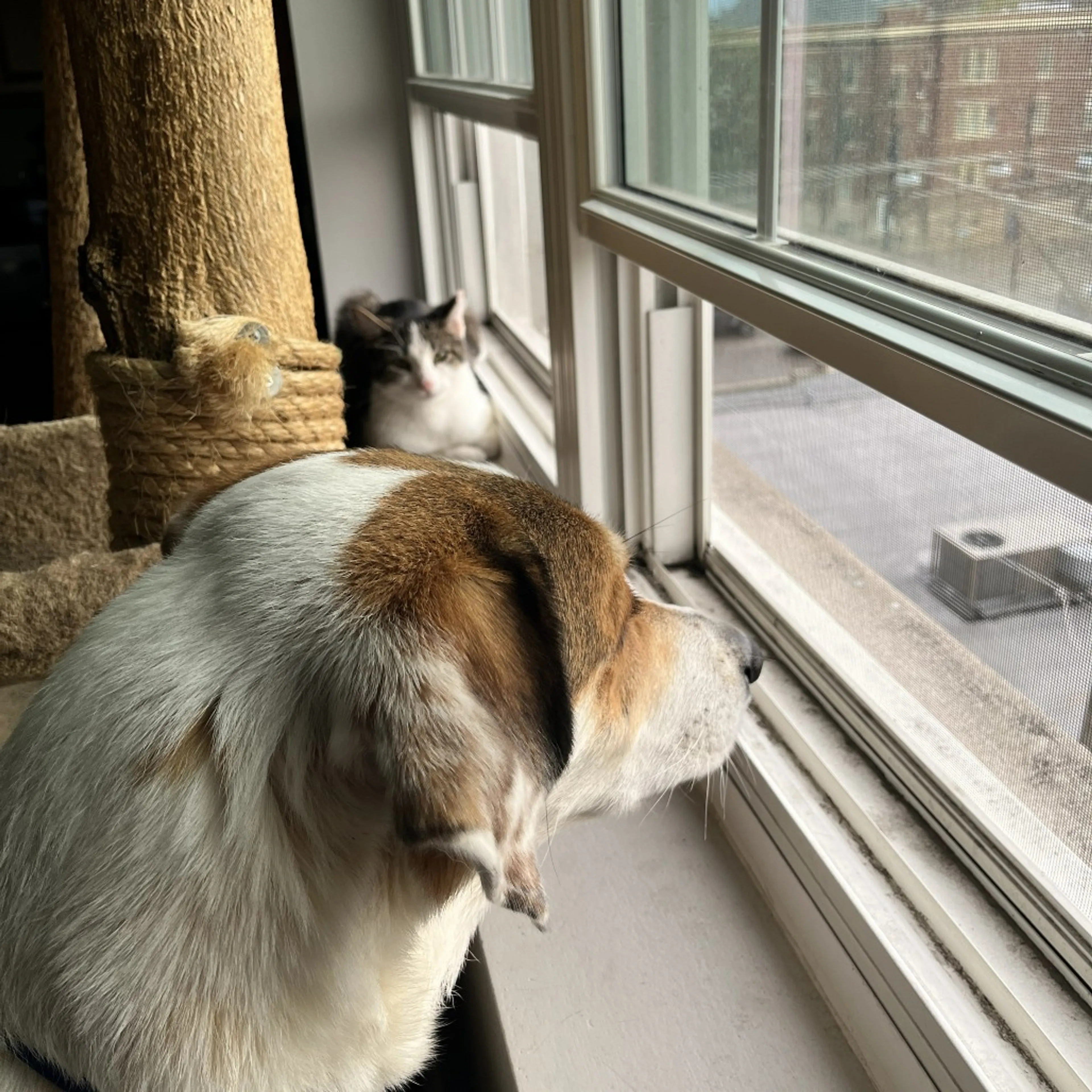 Found pet-9