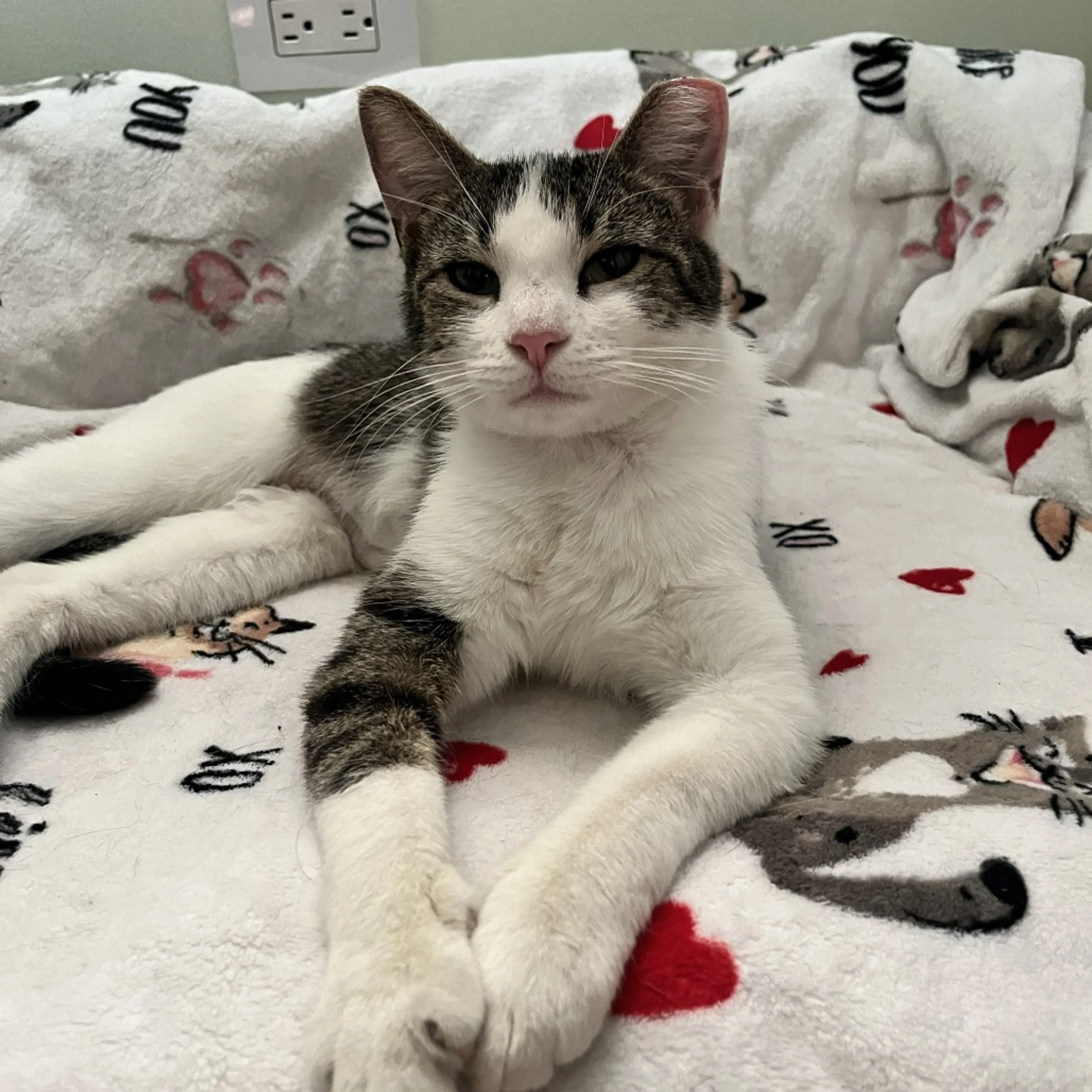 Found pet-8