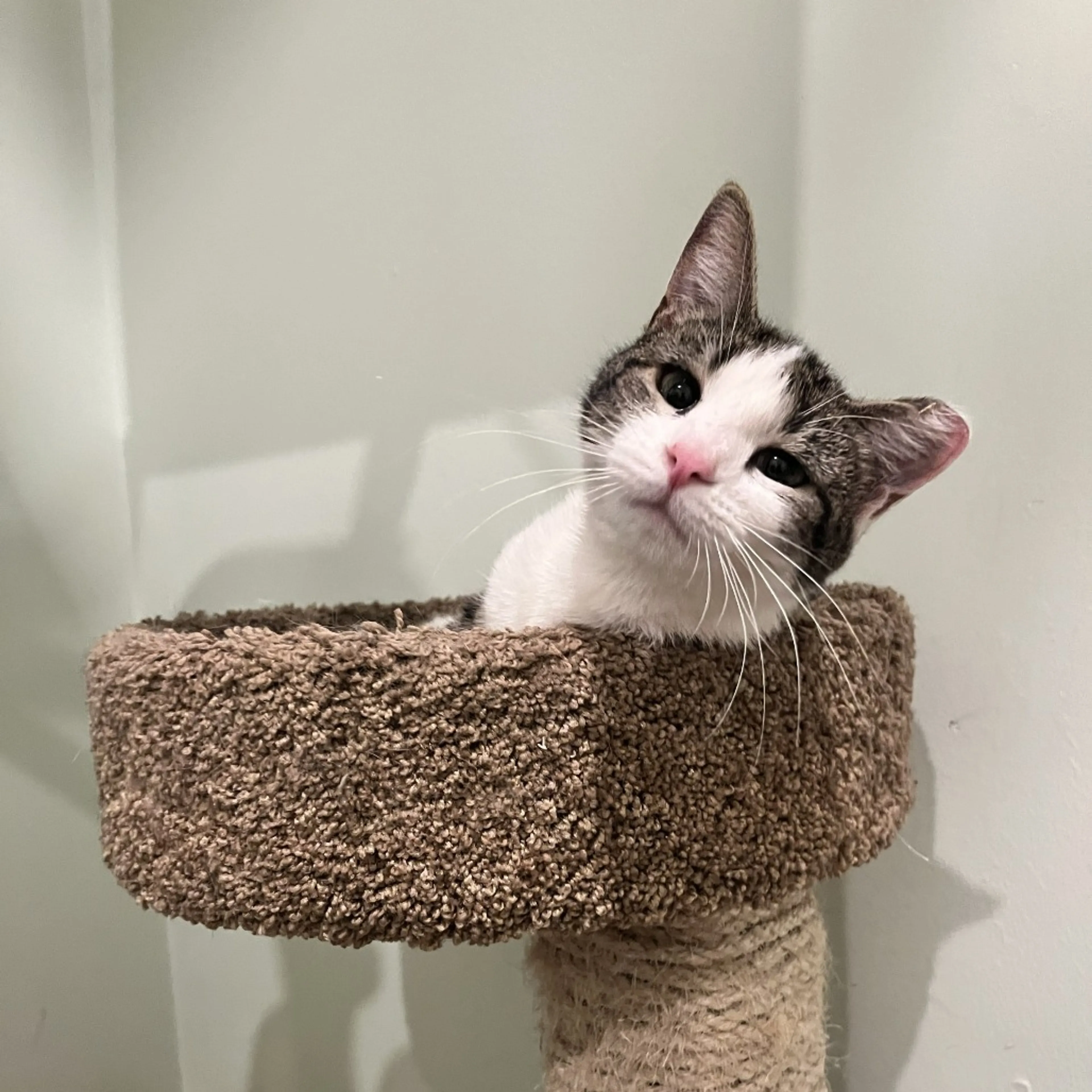 Found pet-3