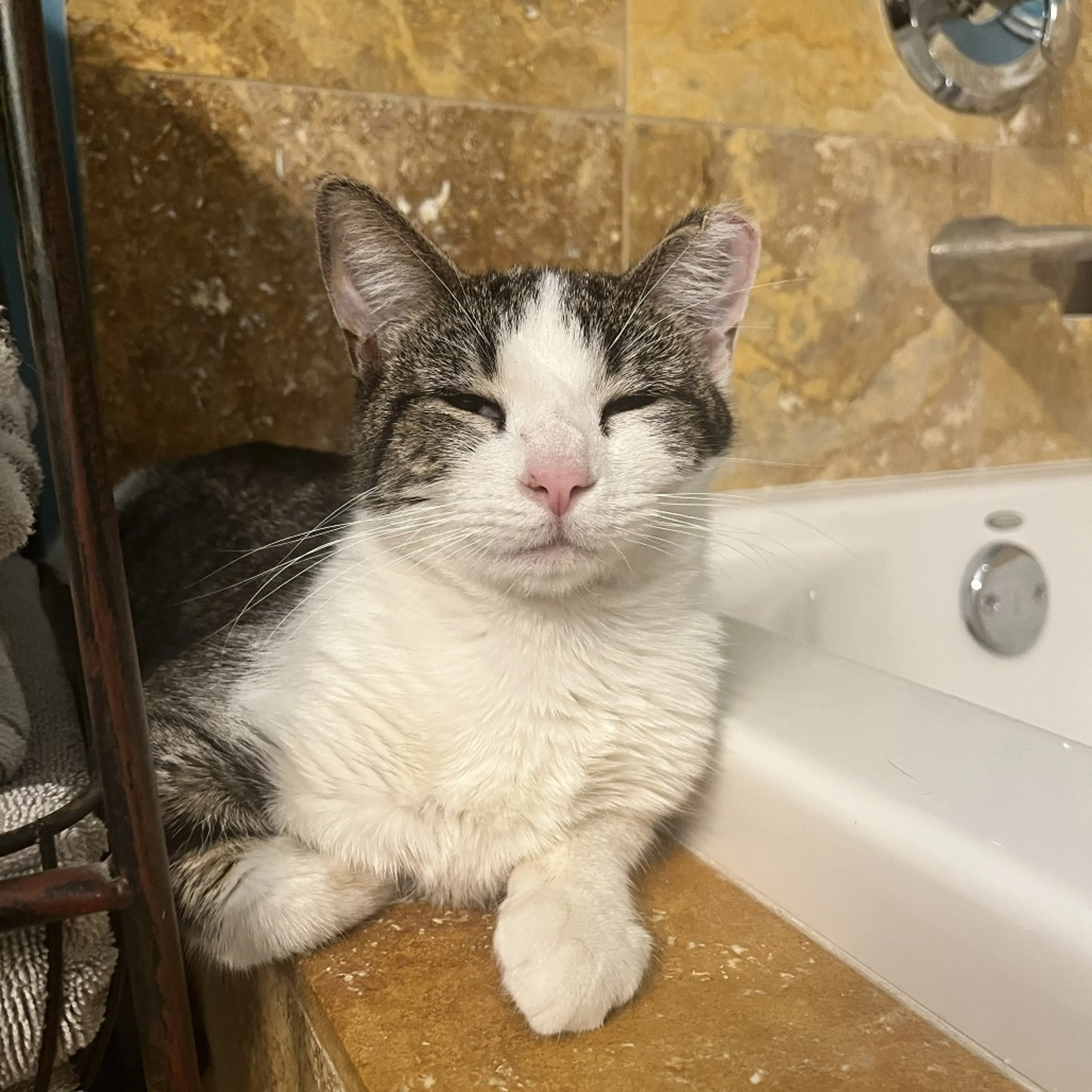 Found pet-5