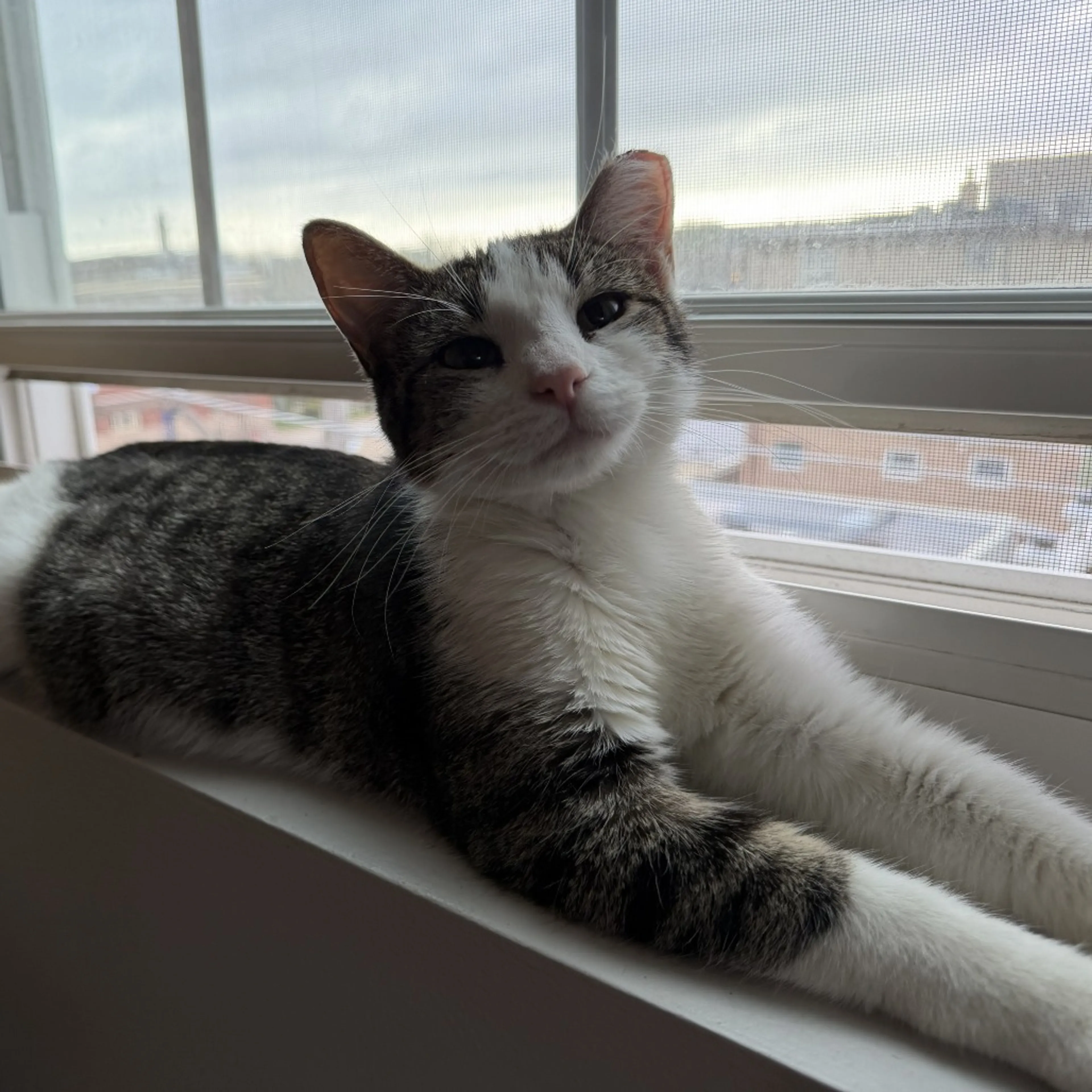 Found pet-2