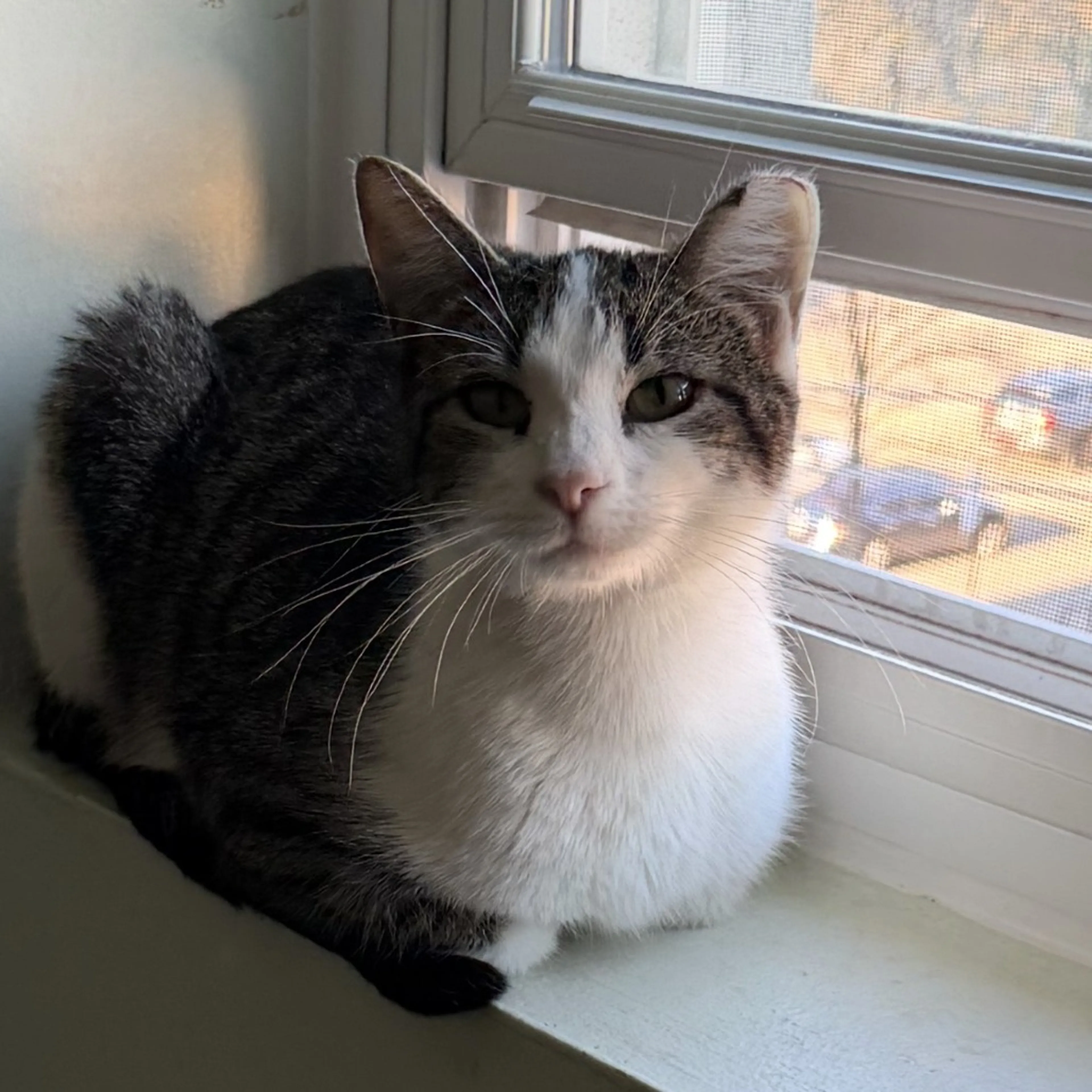 Found pet-4