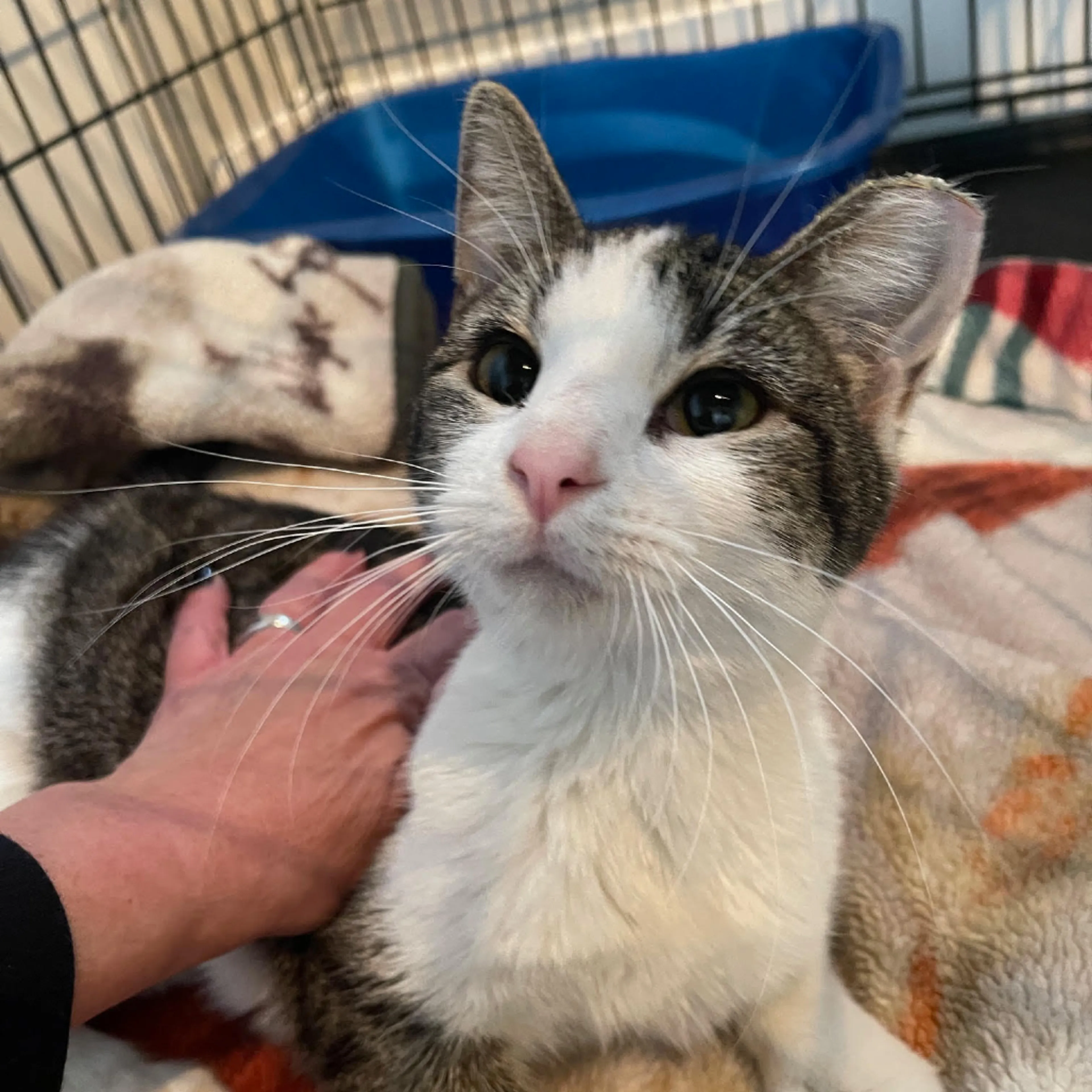 Found pet-1
