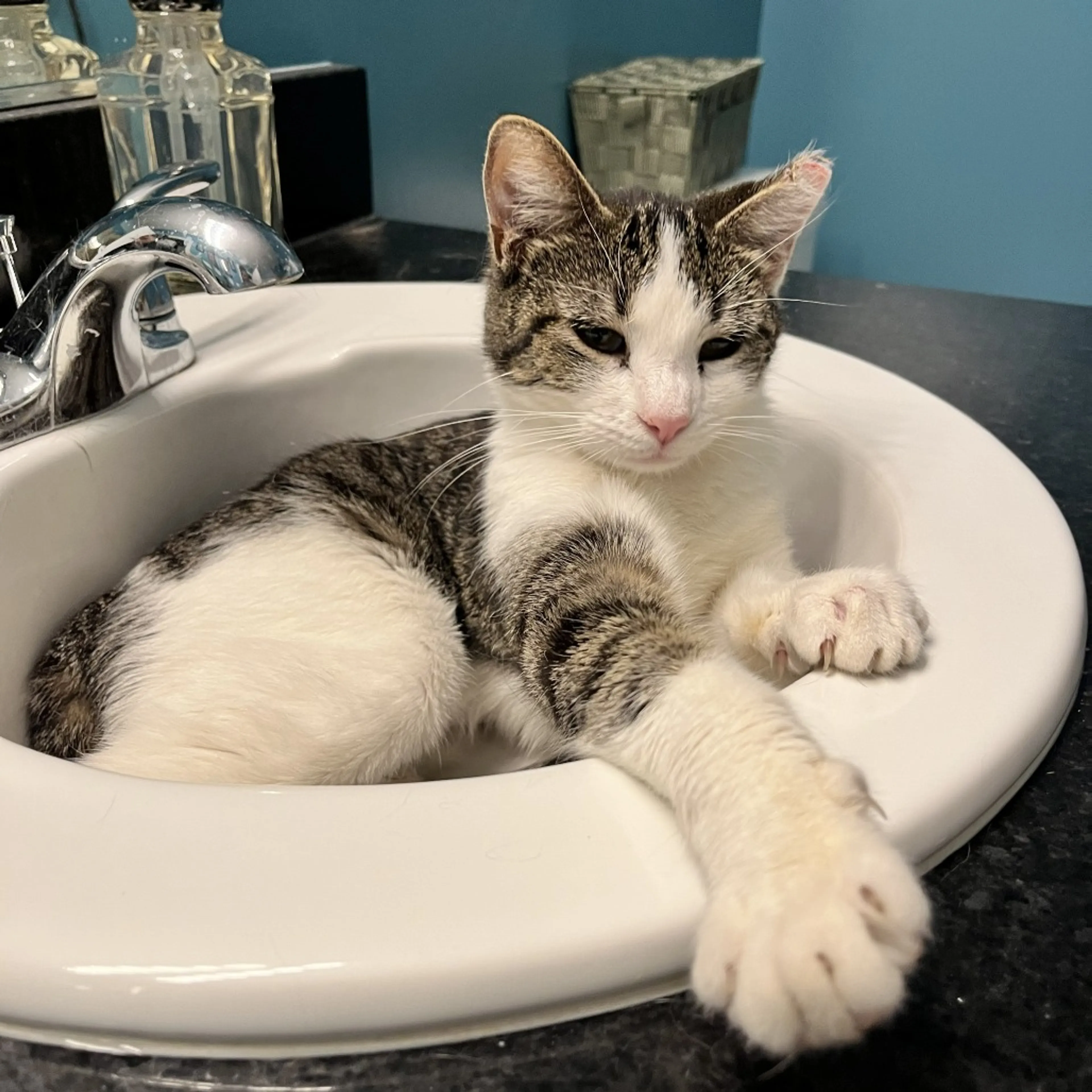 Found pet-6
