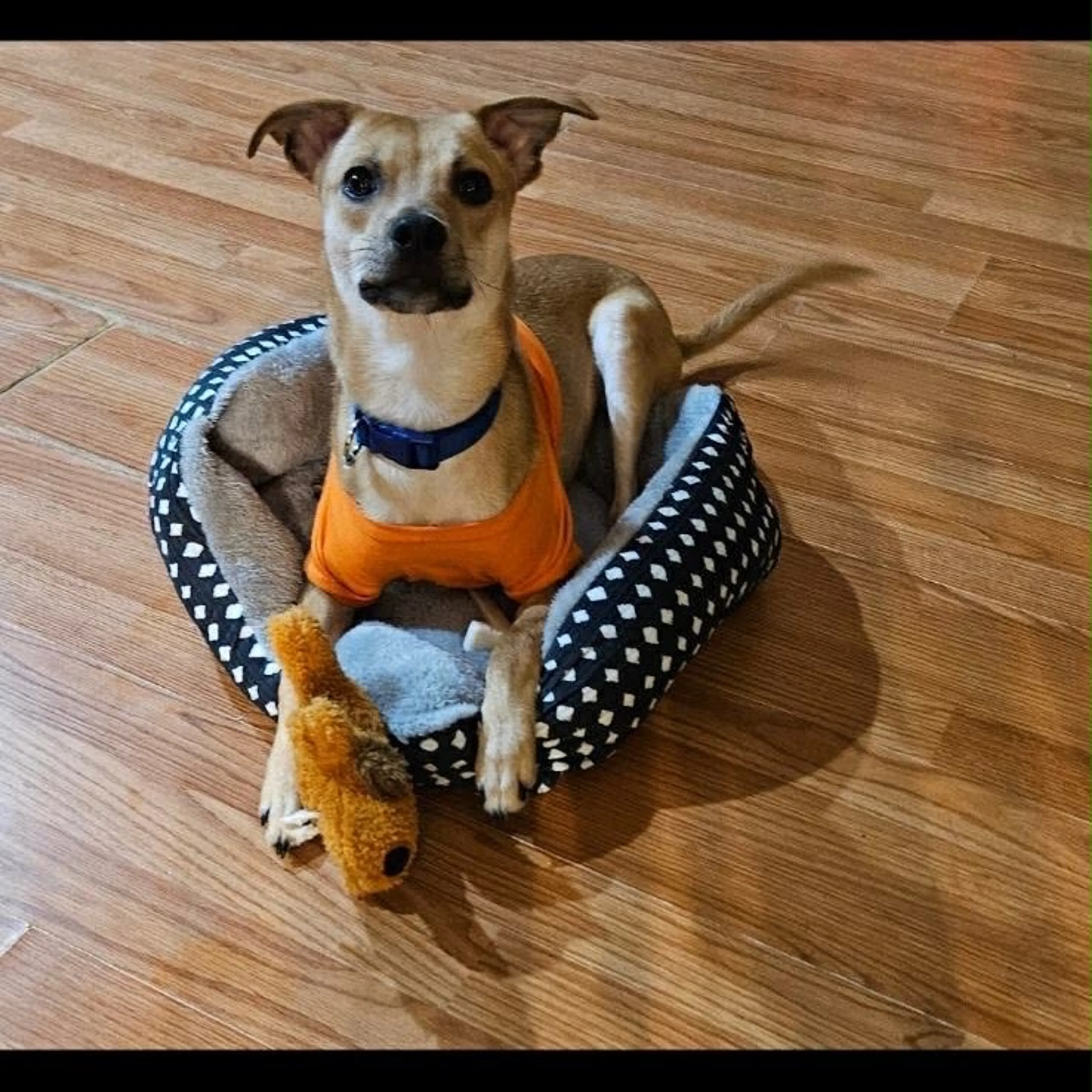 Found pet-3