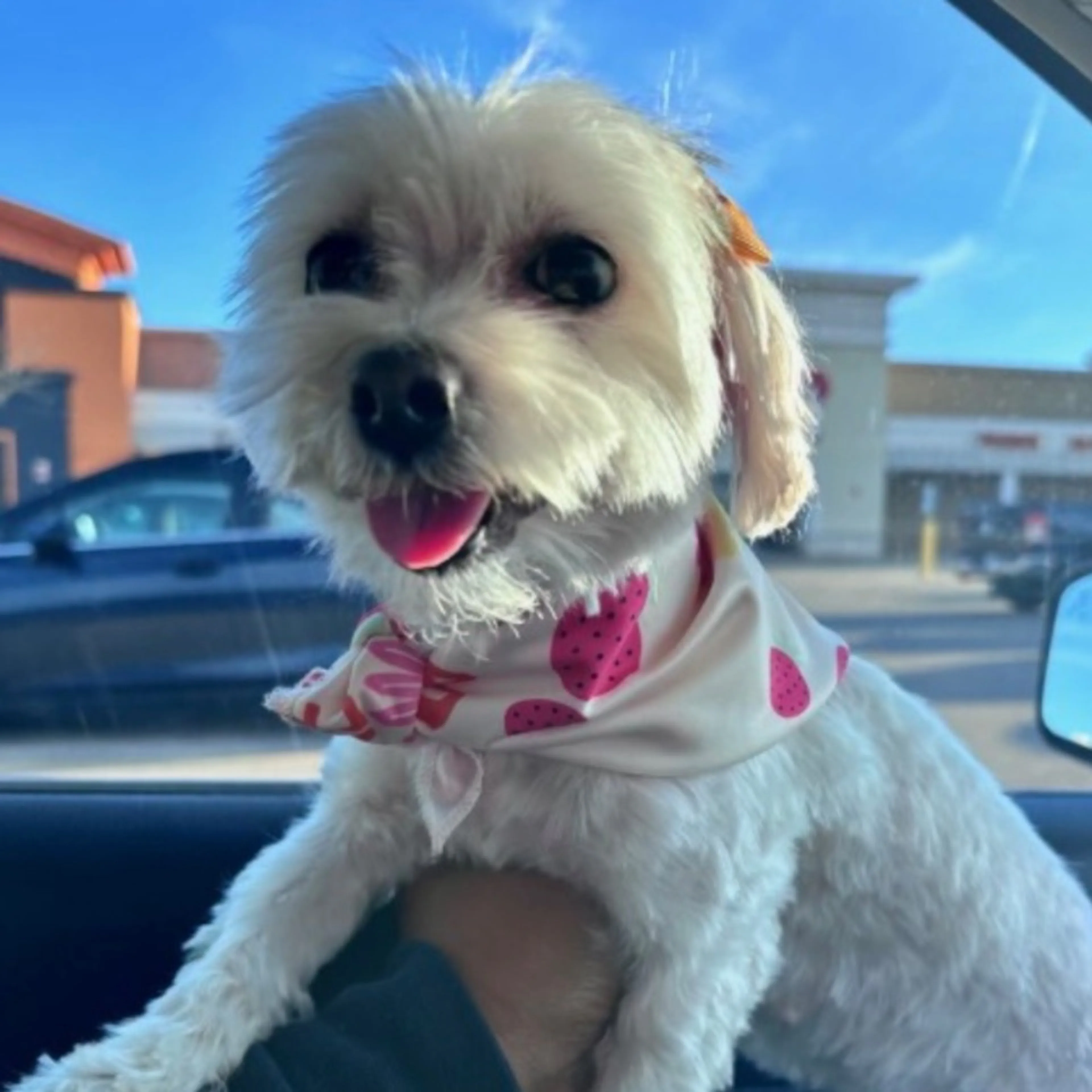 Lost pet