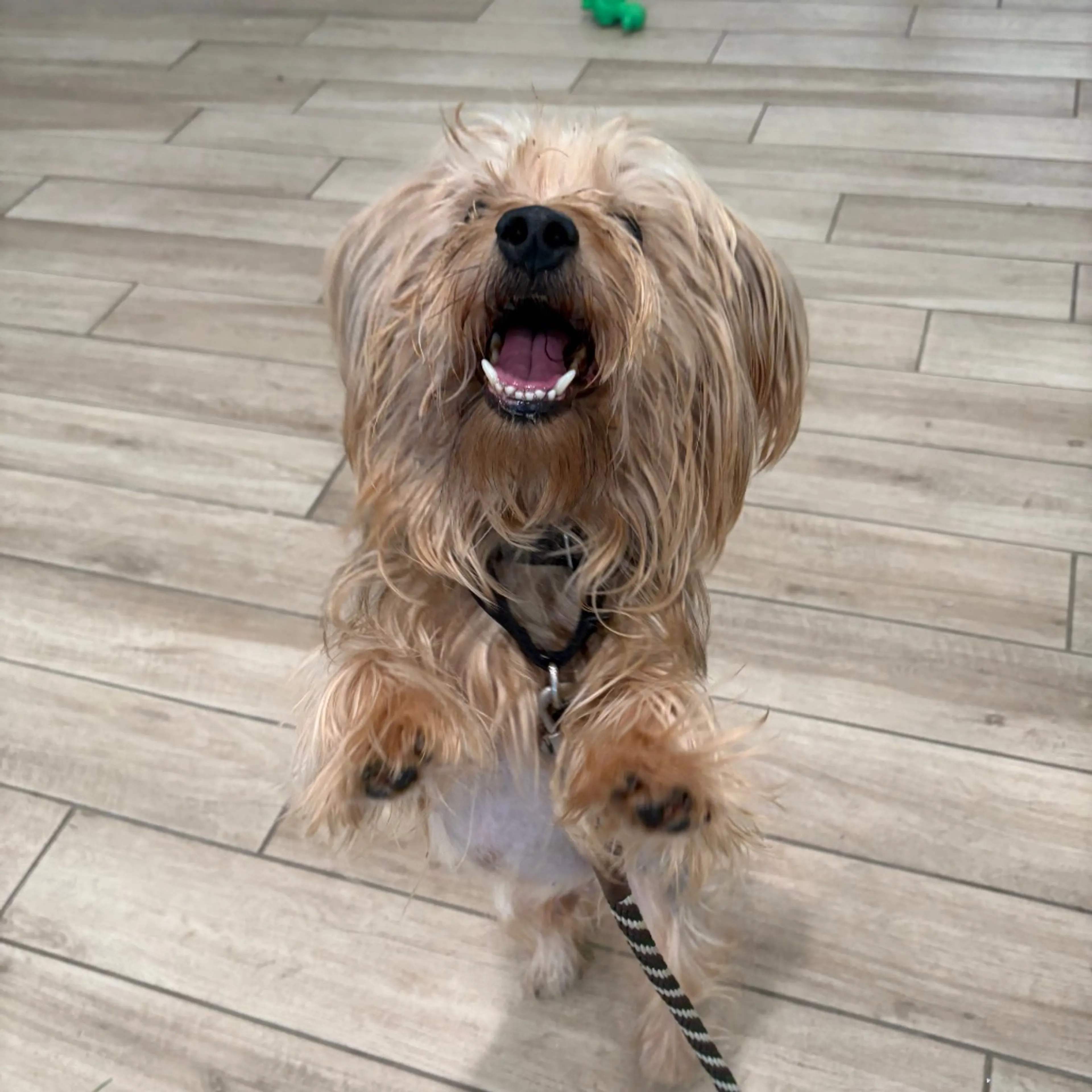 Found pet-1