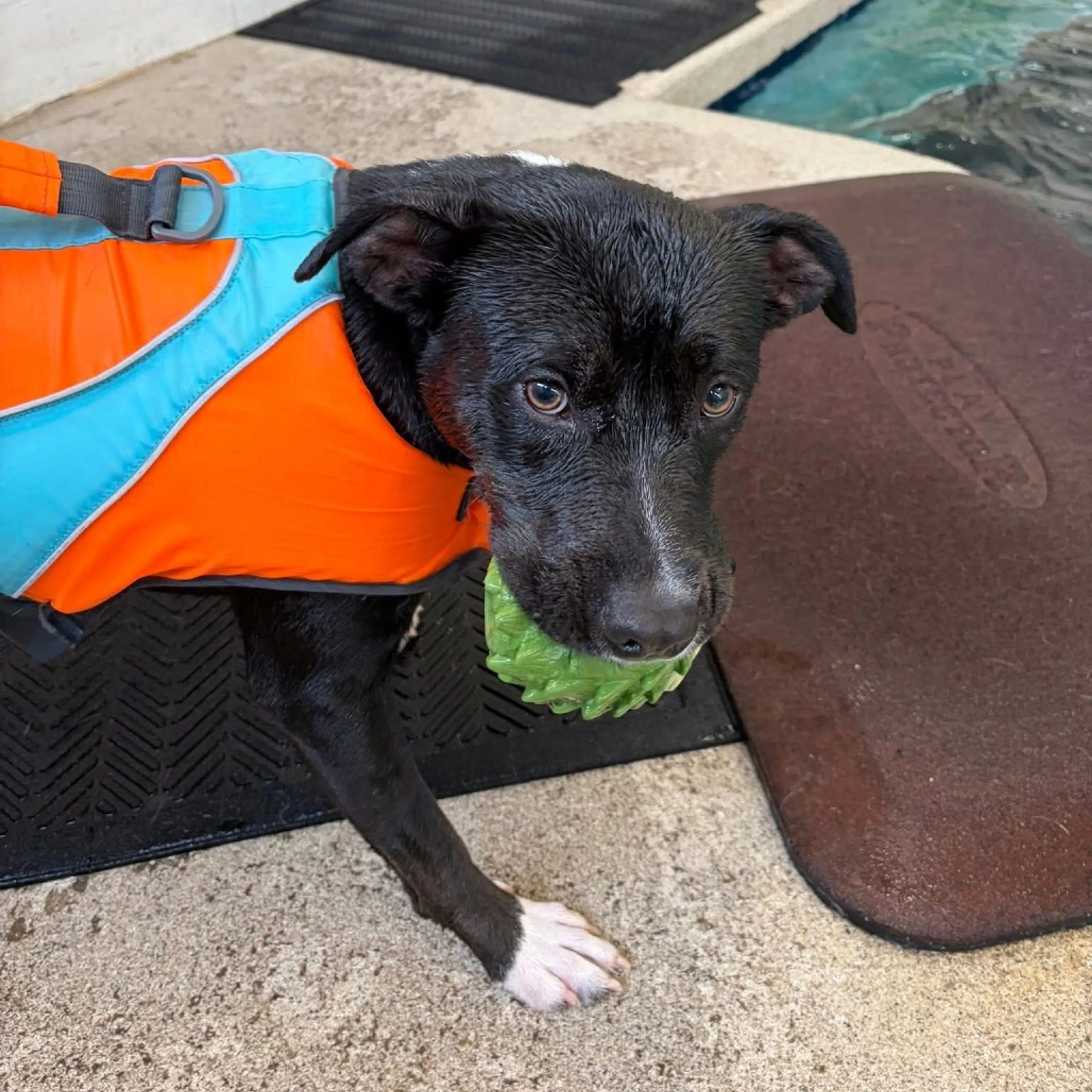 Found pet-18