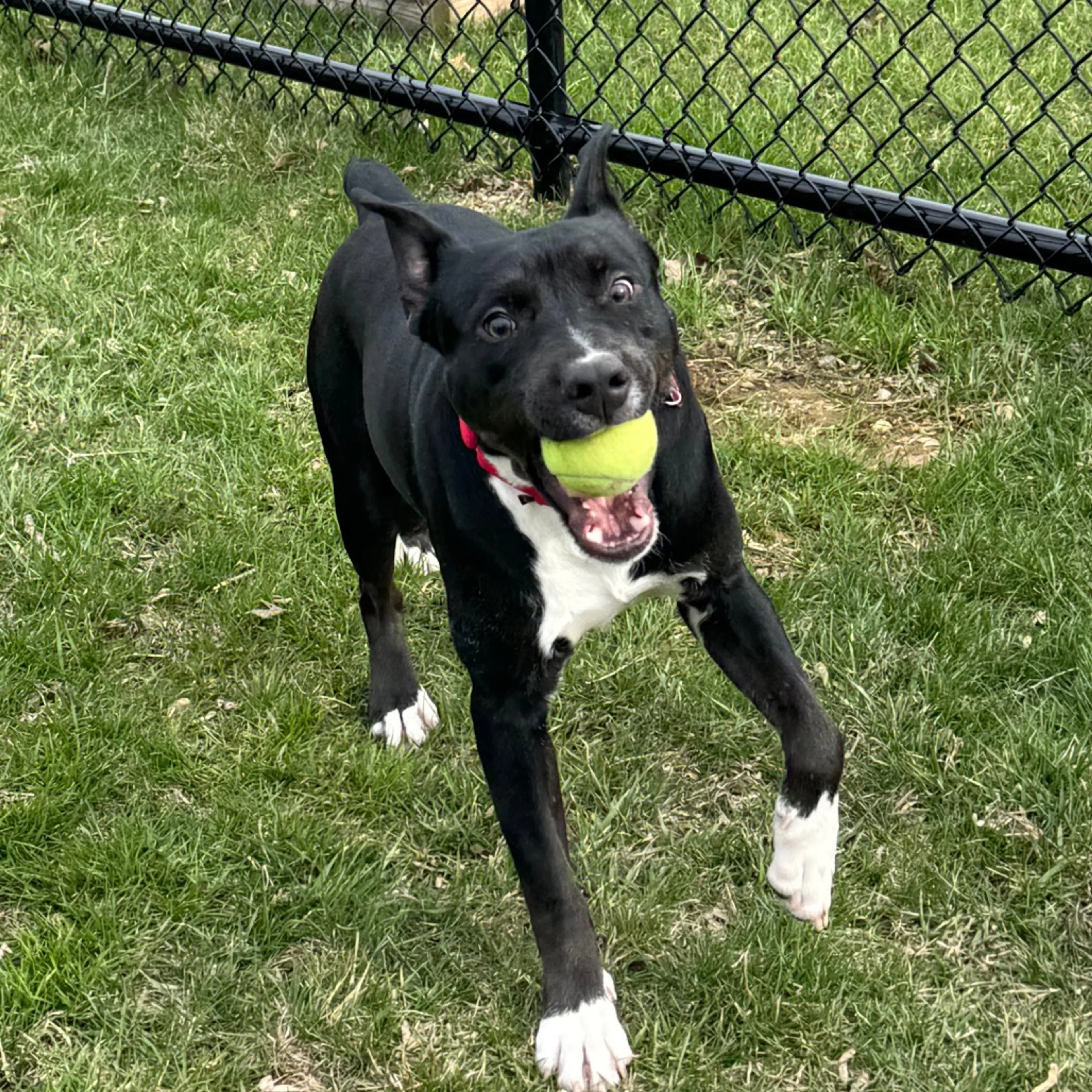 Found pet-1