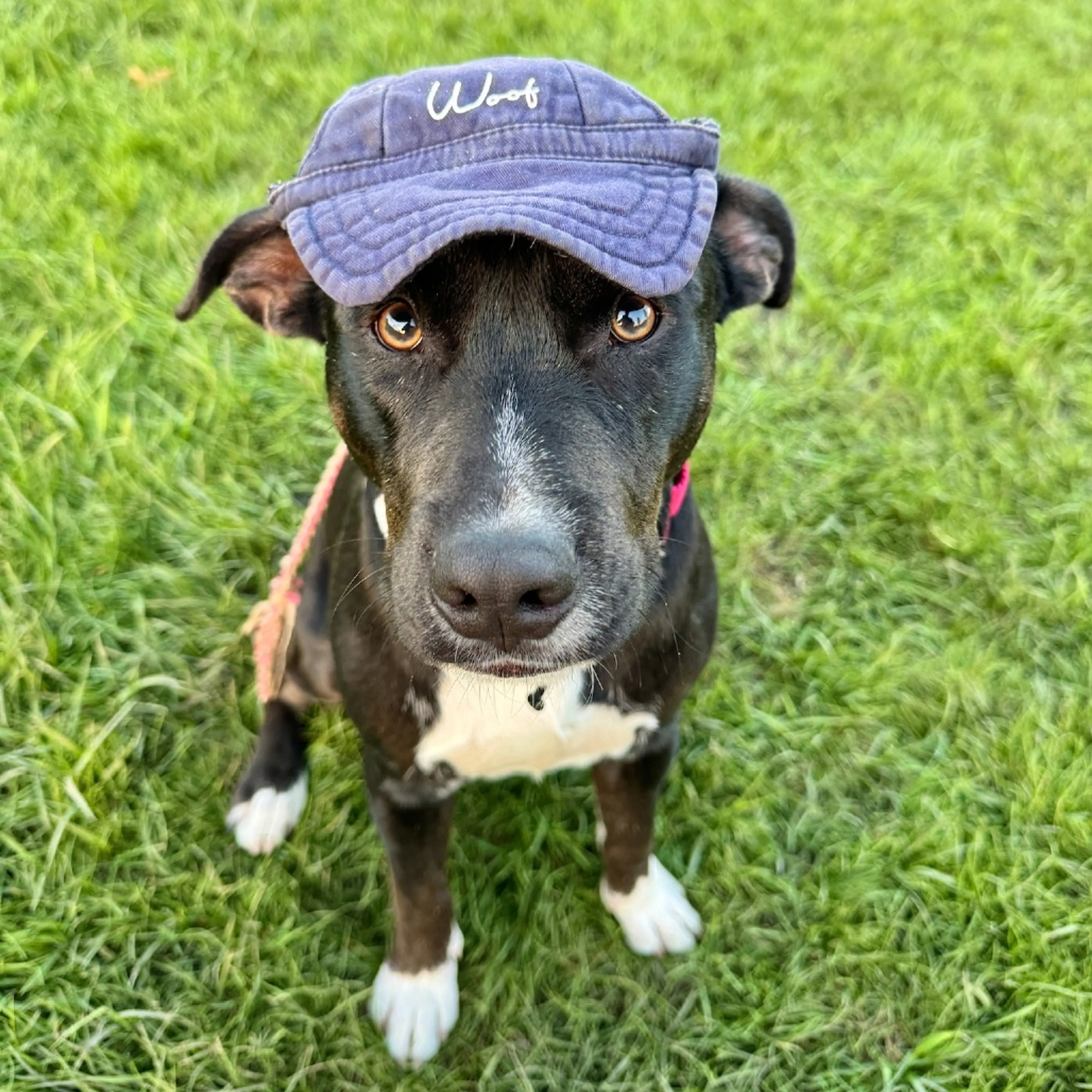 Found pet-19