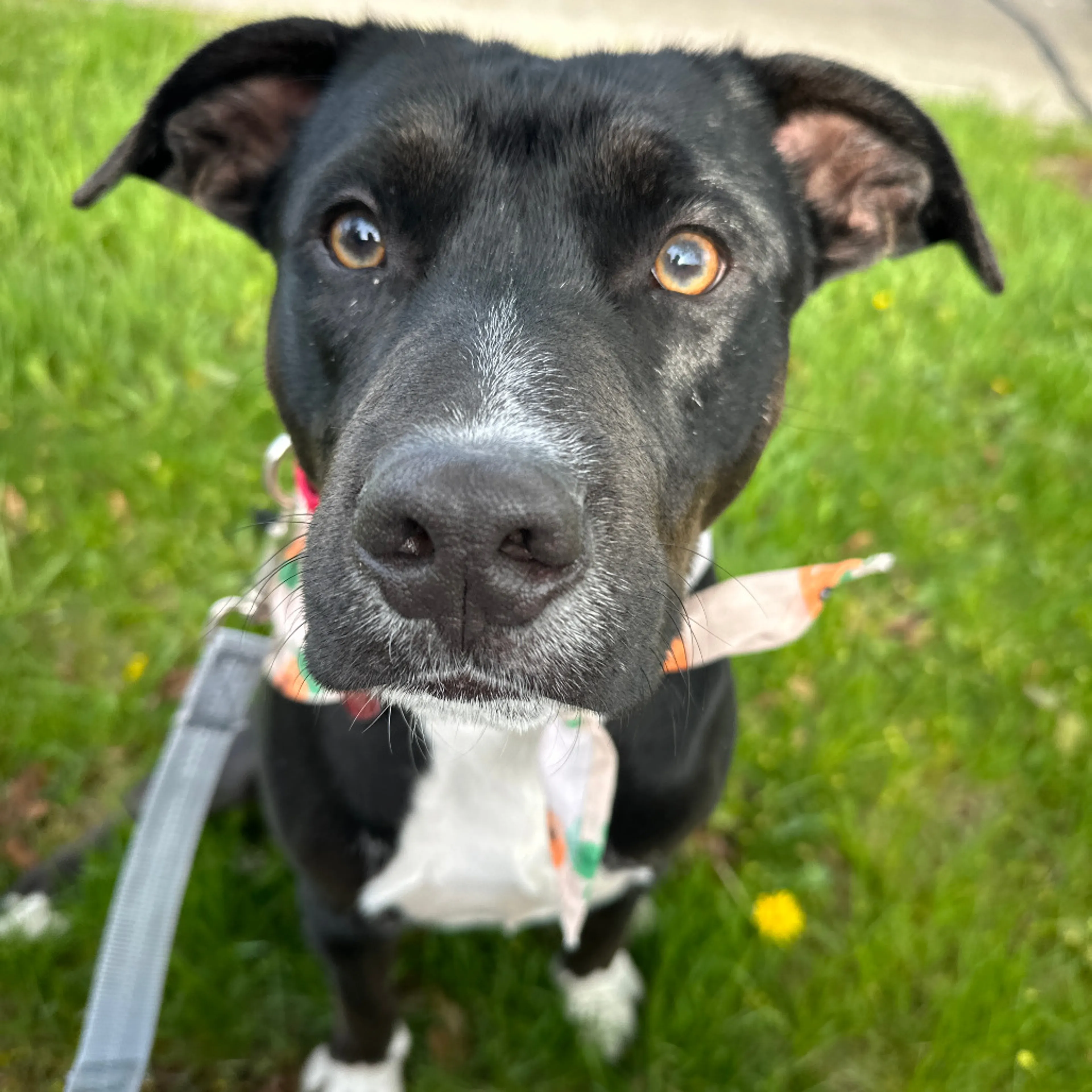 Found pet-29