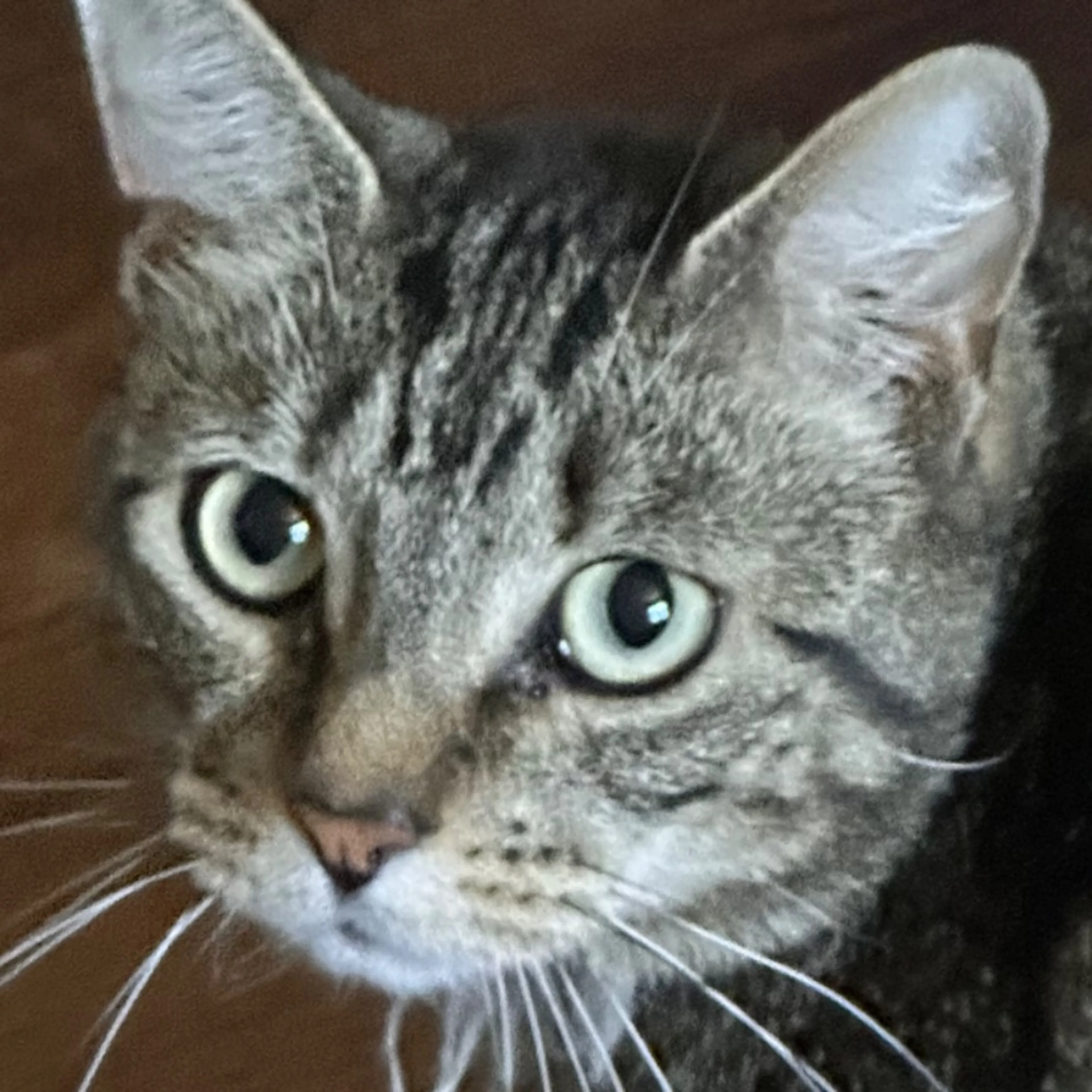 Lost pet