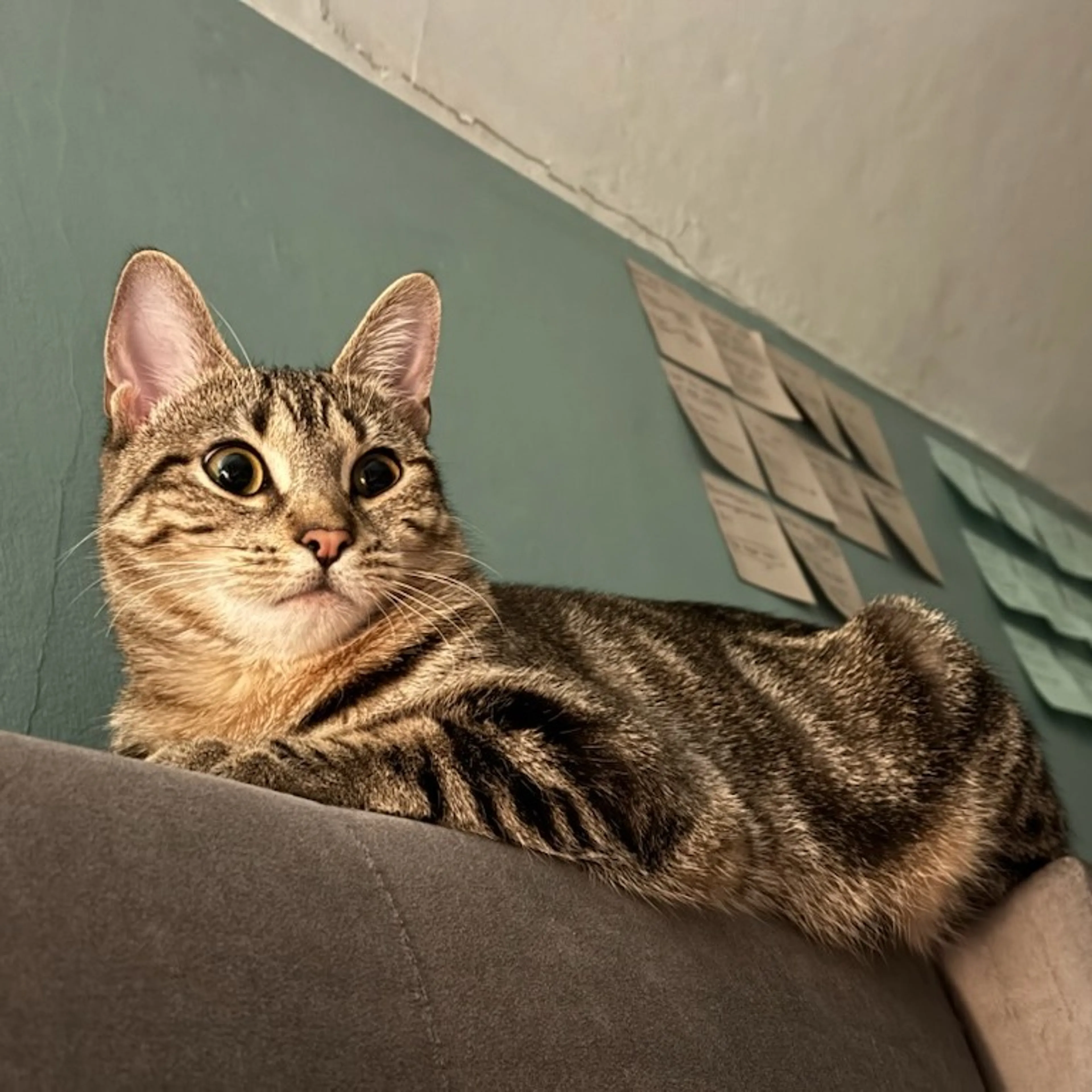 Found pet-3
