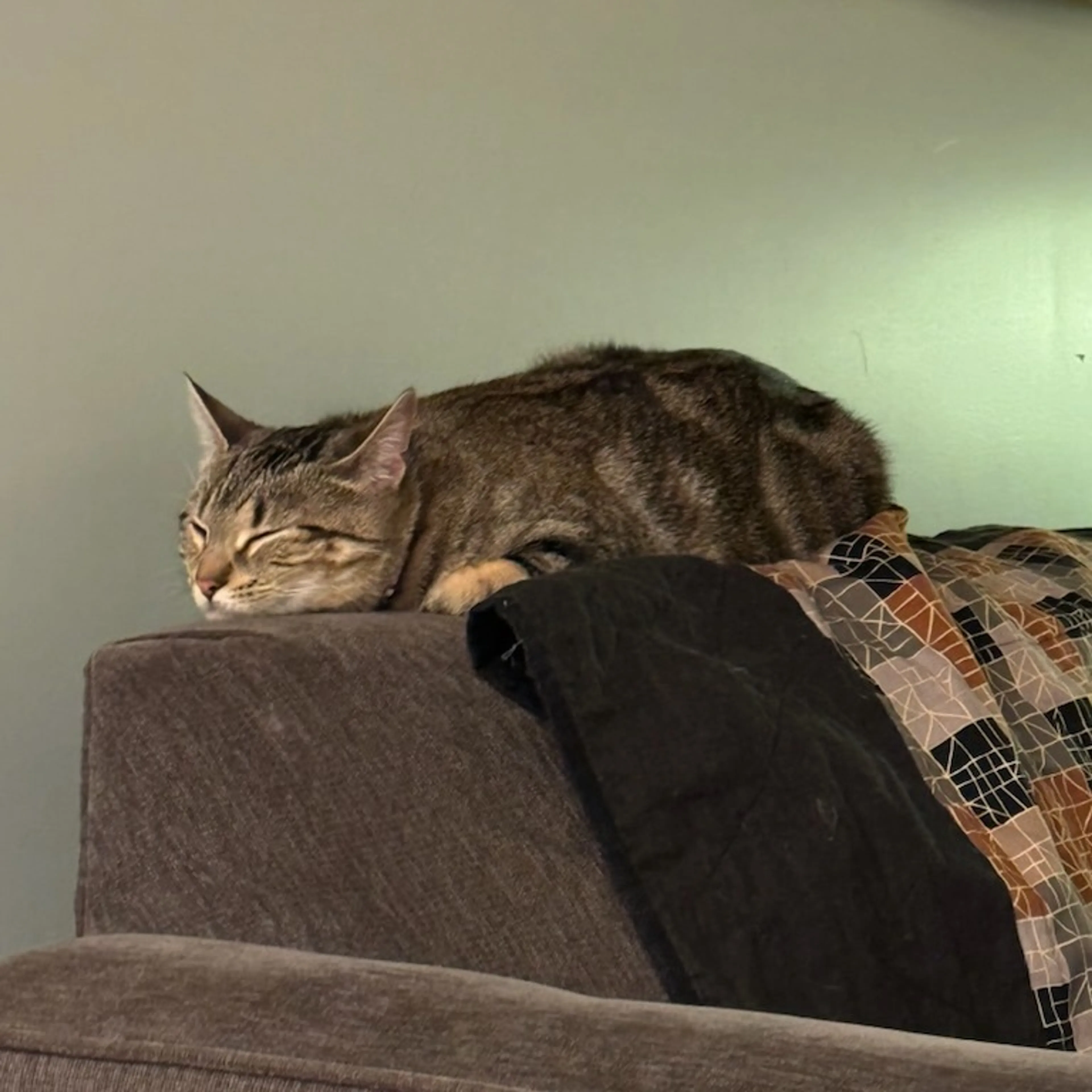 Found pet-4