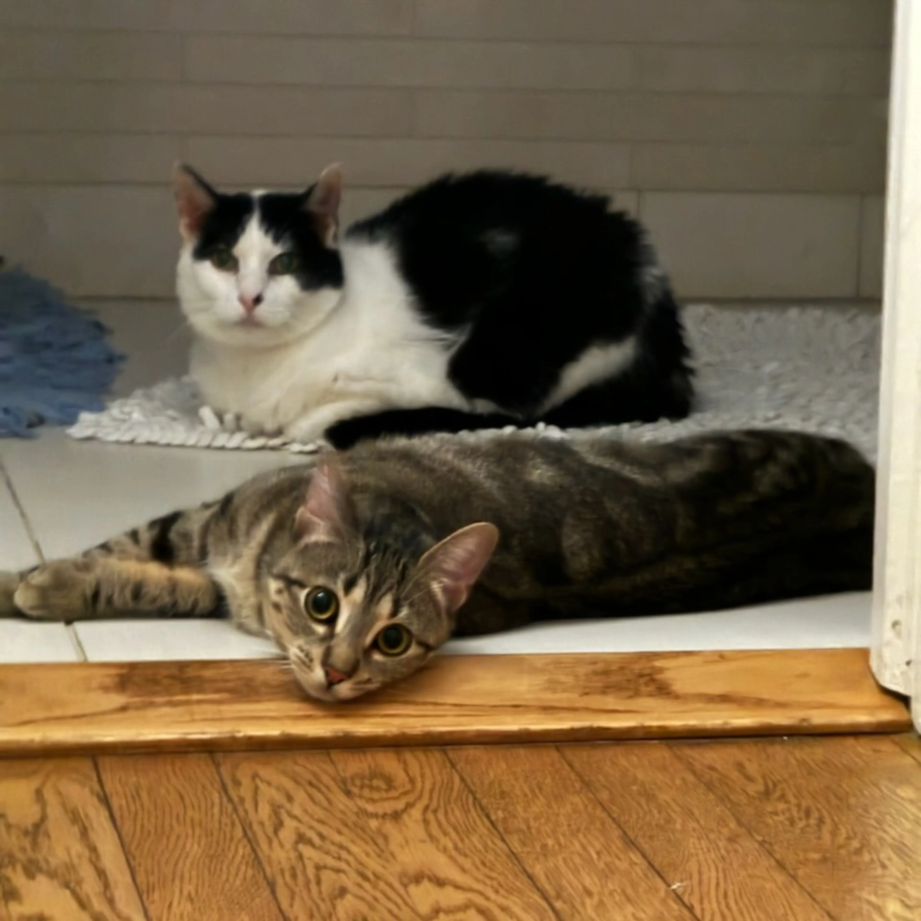 Found pet-0