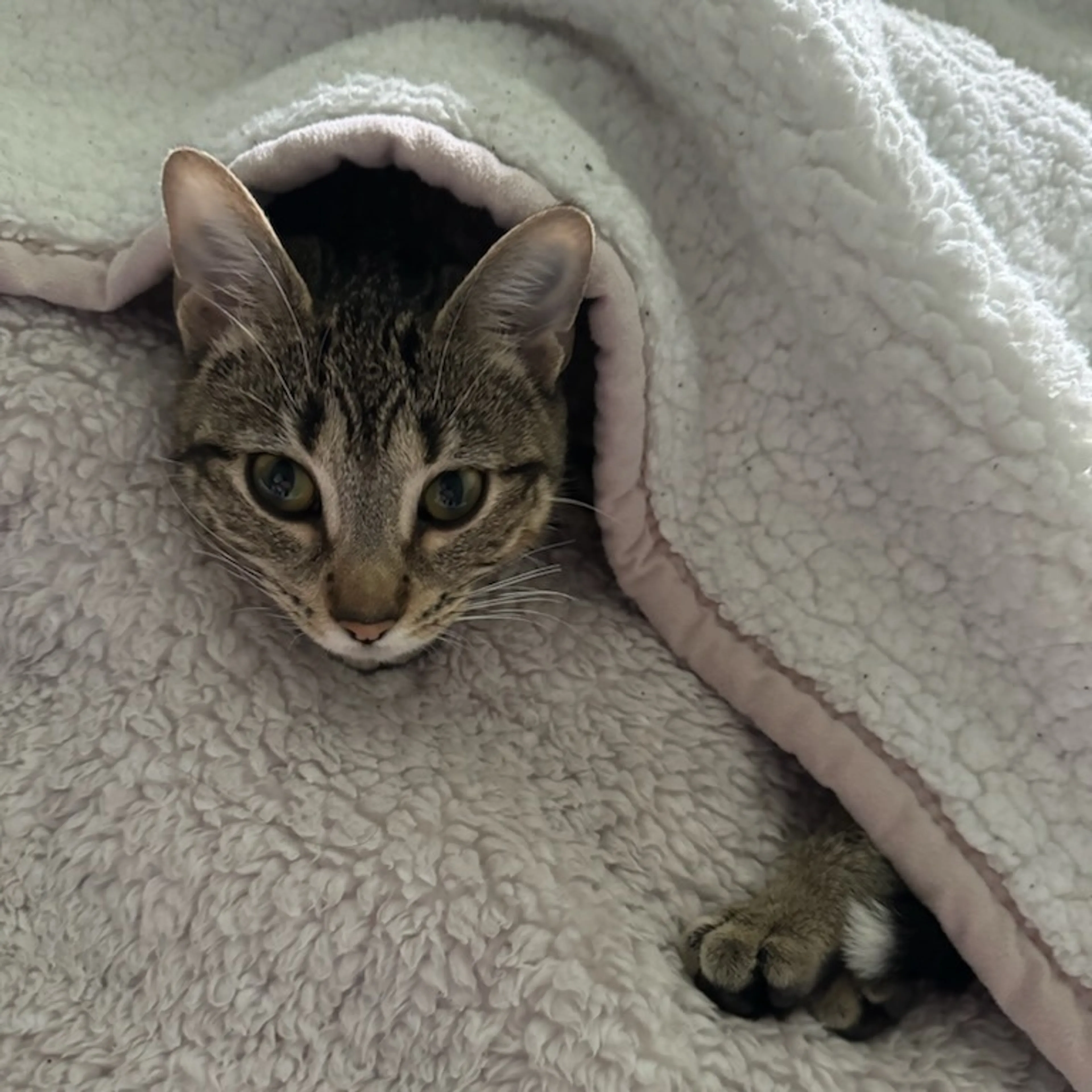Found pet-5