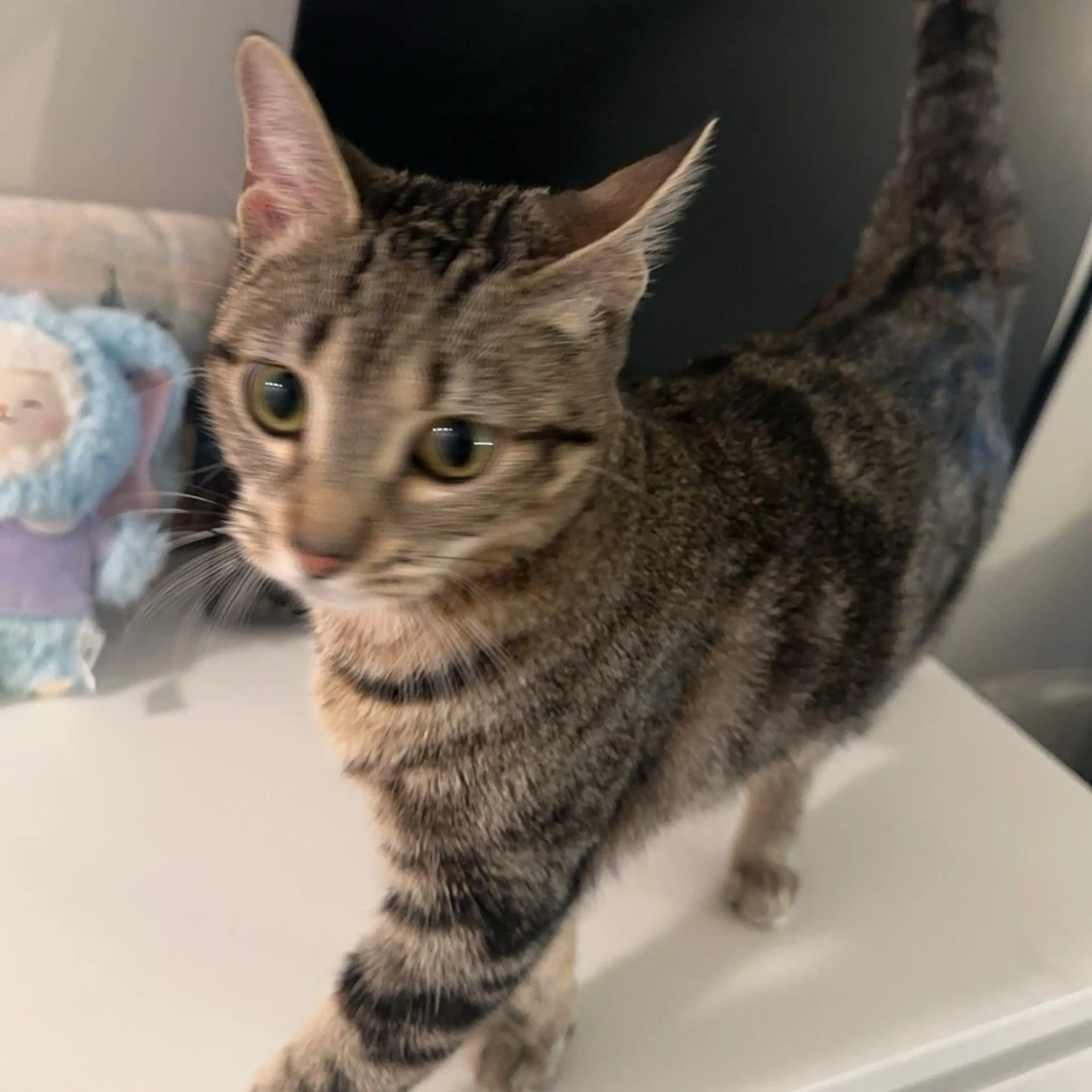 Found pet-2