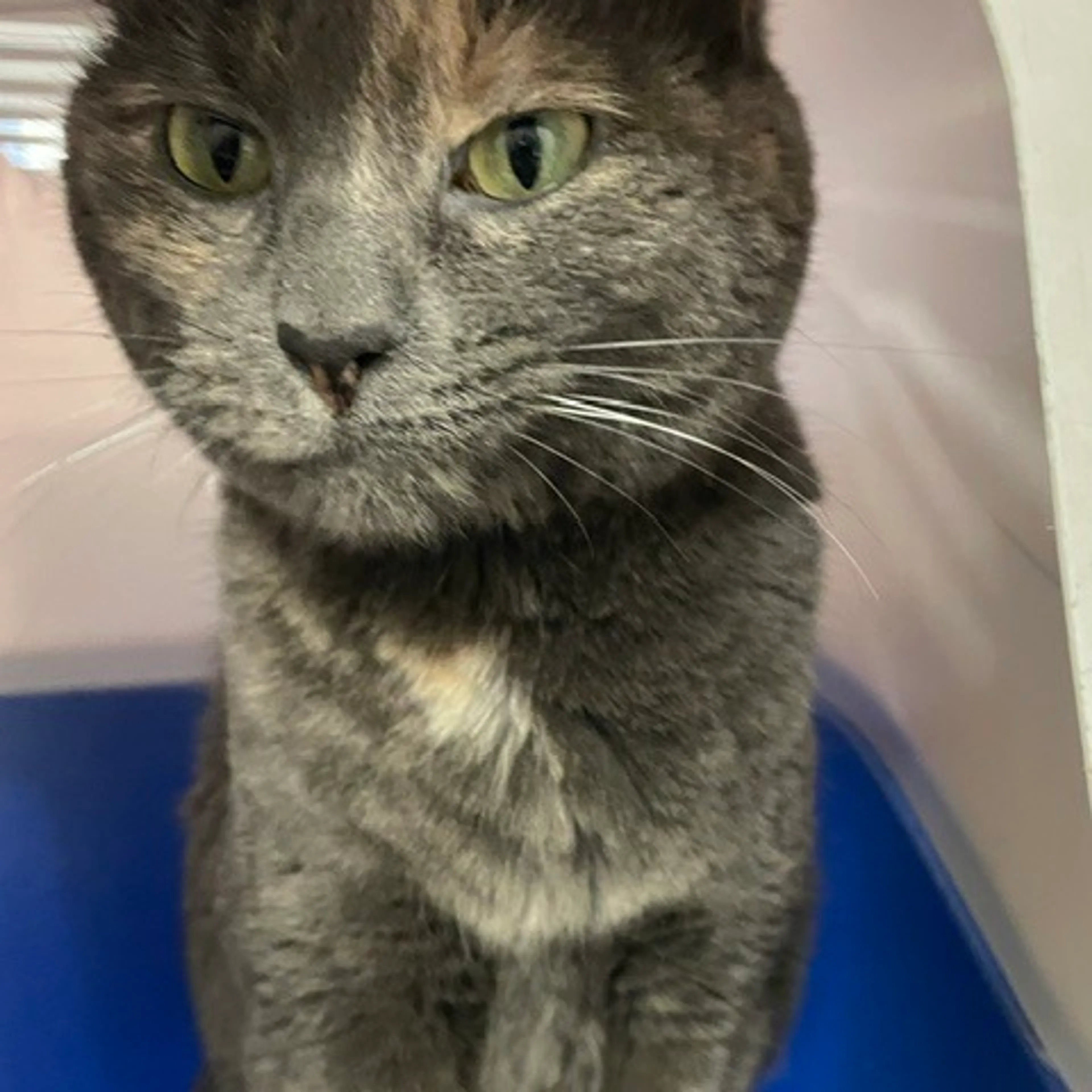 Found pet-1