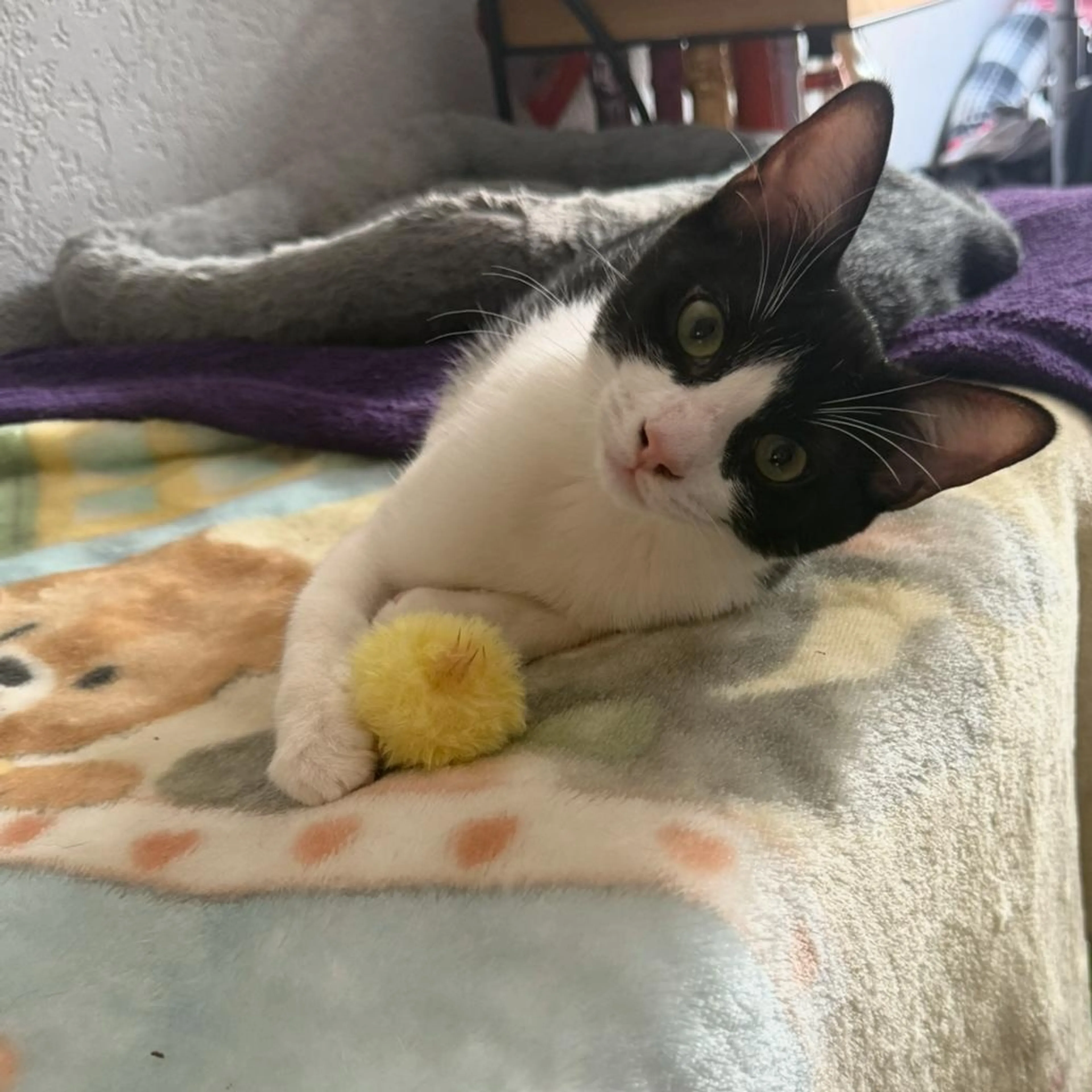 Found pet-2